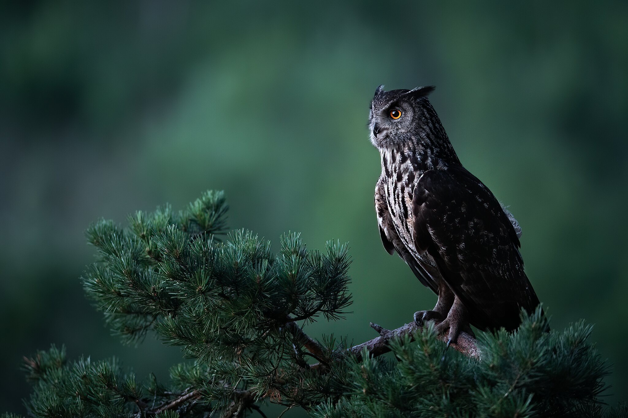 Descarga gratuita de fondo de pantalla para móvil de Búho, Aves, Animales.