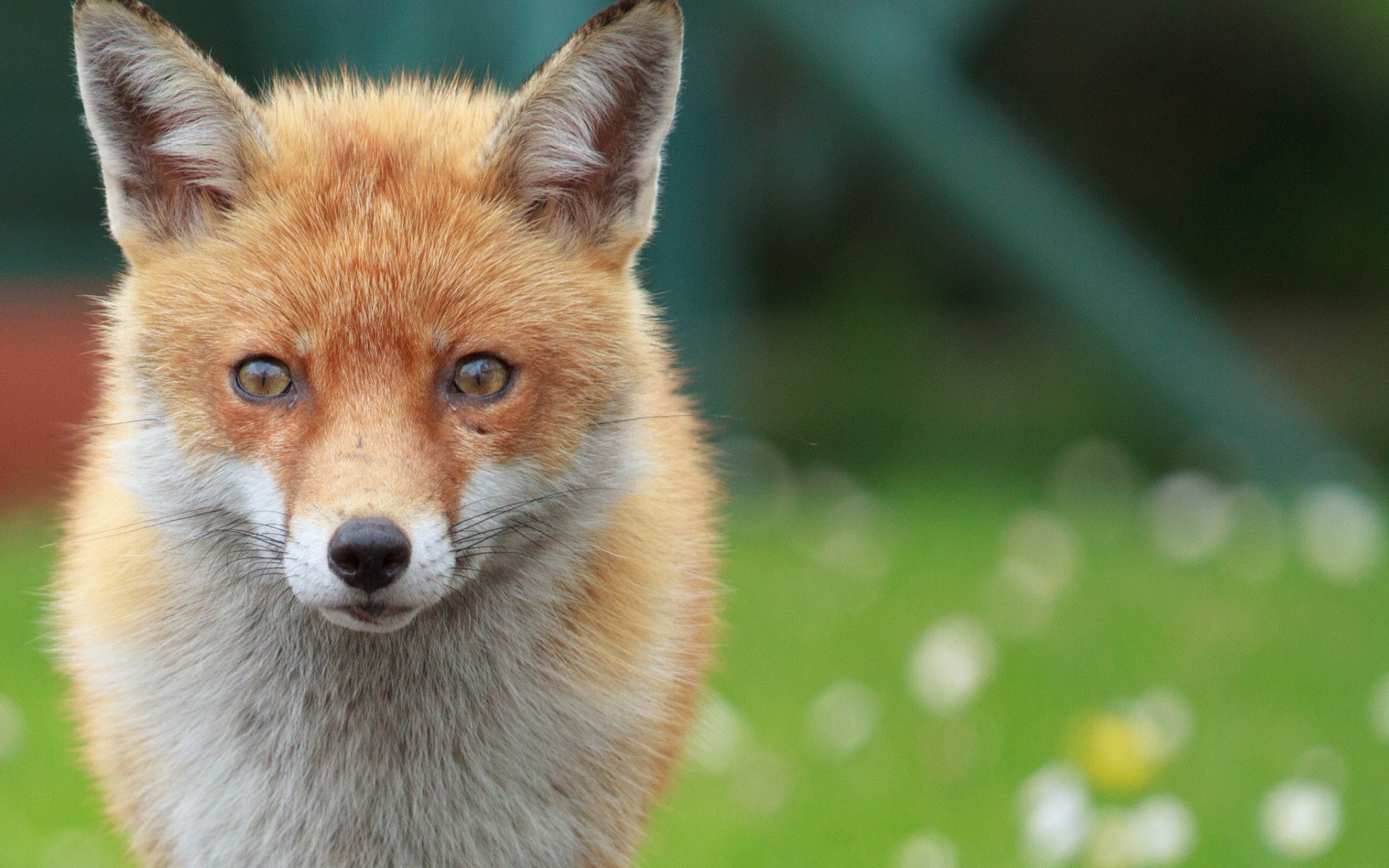 Free download wallpaper Fox, Animal on your PC desktop