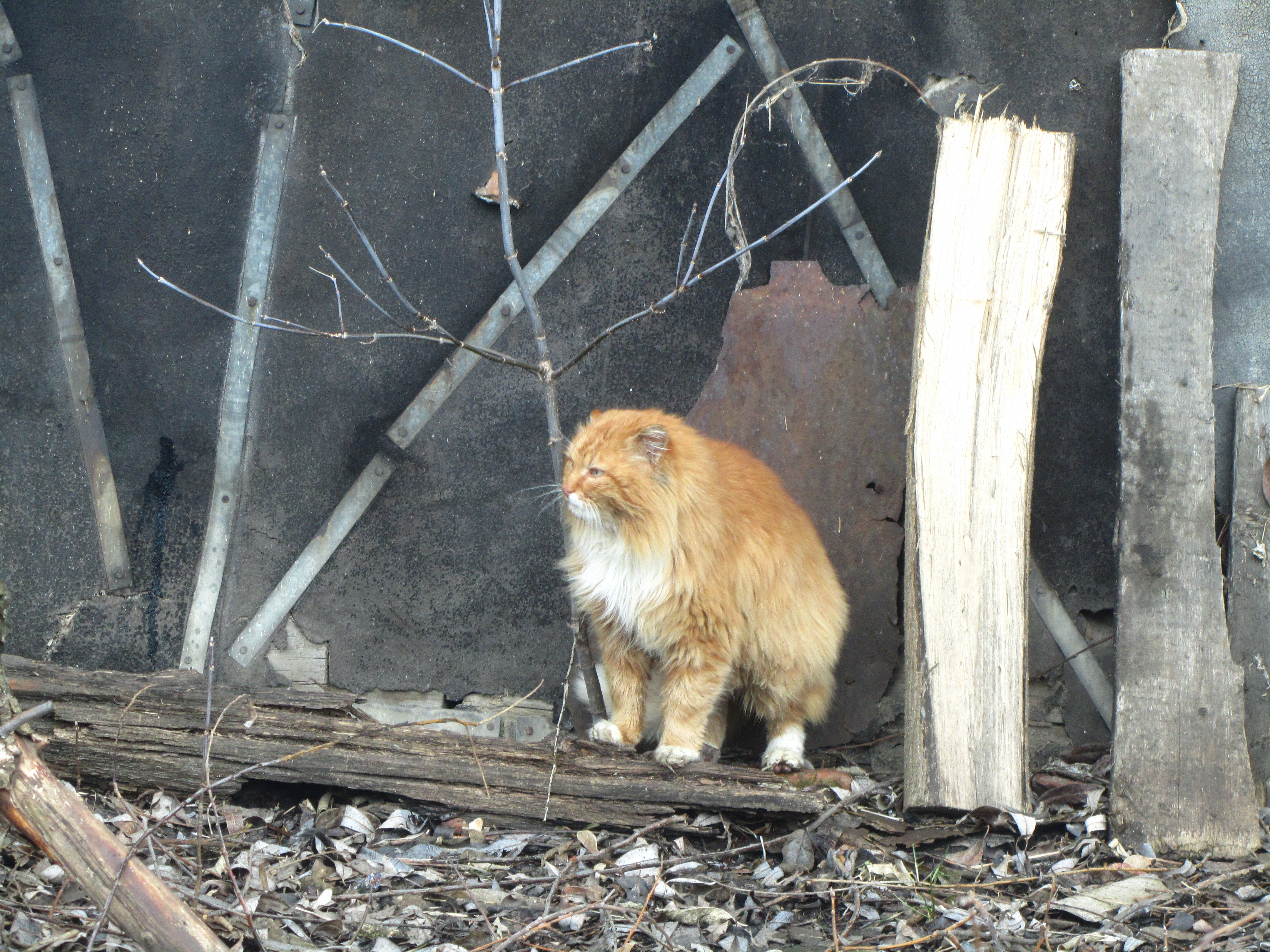 Laden Sie das Tiere, Katze-Bild kostenlos auf Ihren PC-Desktop herunter