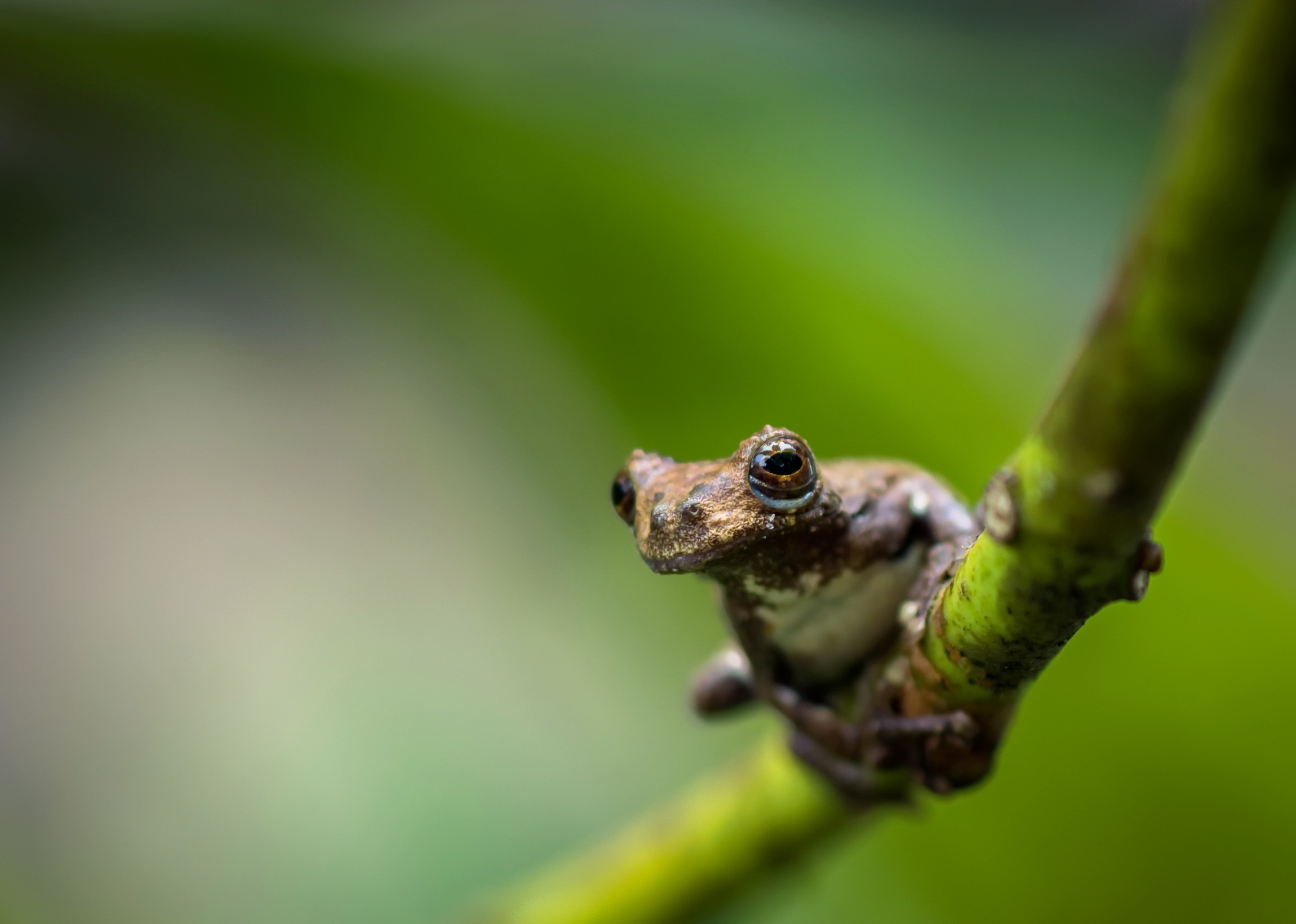 Download mobile wallpaper Frogs, Close Up, Animal, Frog, Amphibian for free.