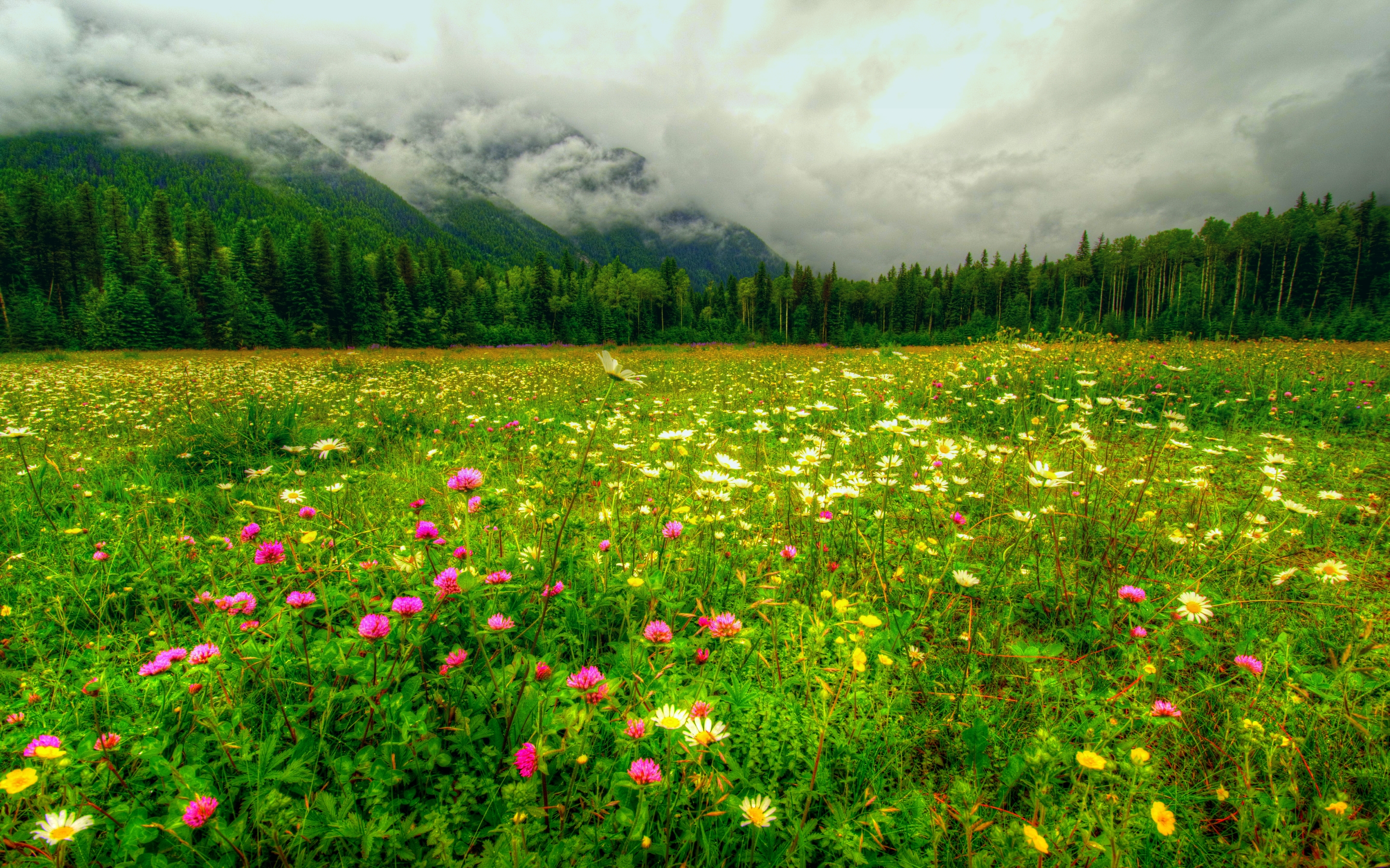 Free download wallpaper Flowers, Sky, Flower, Earth, Field, Cloud on your PC desktop