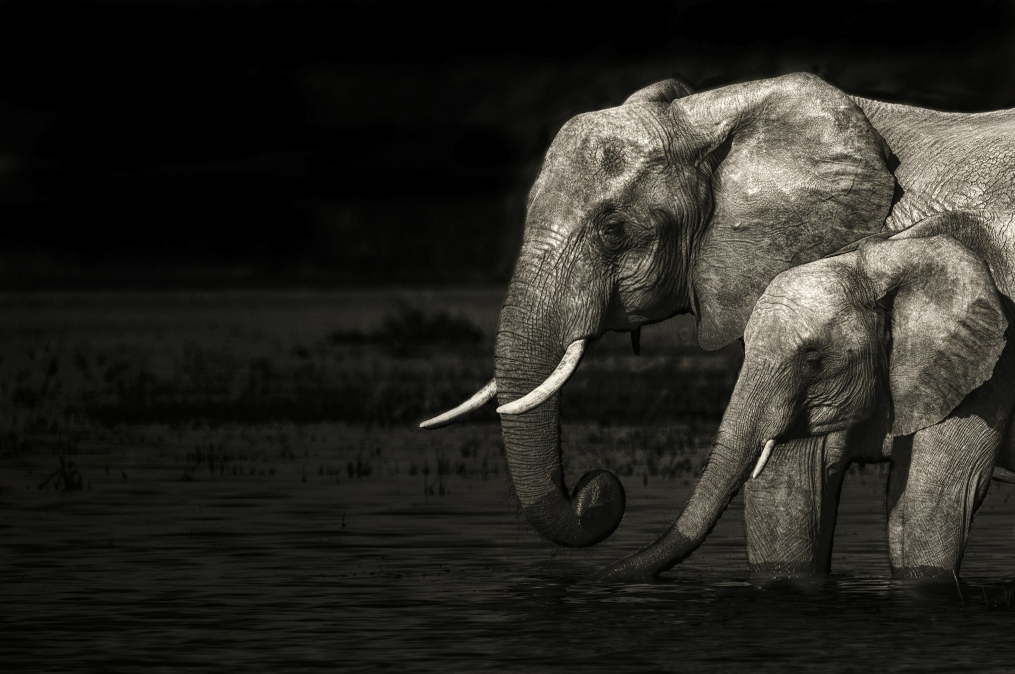 Handy-Wallpaper Tiere, Einfarbig, Elefant, Afrikanischer Elefant, Schwarz Weiss kostenlos herunterladen.