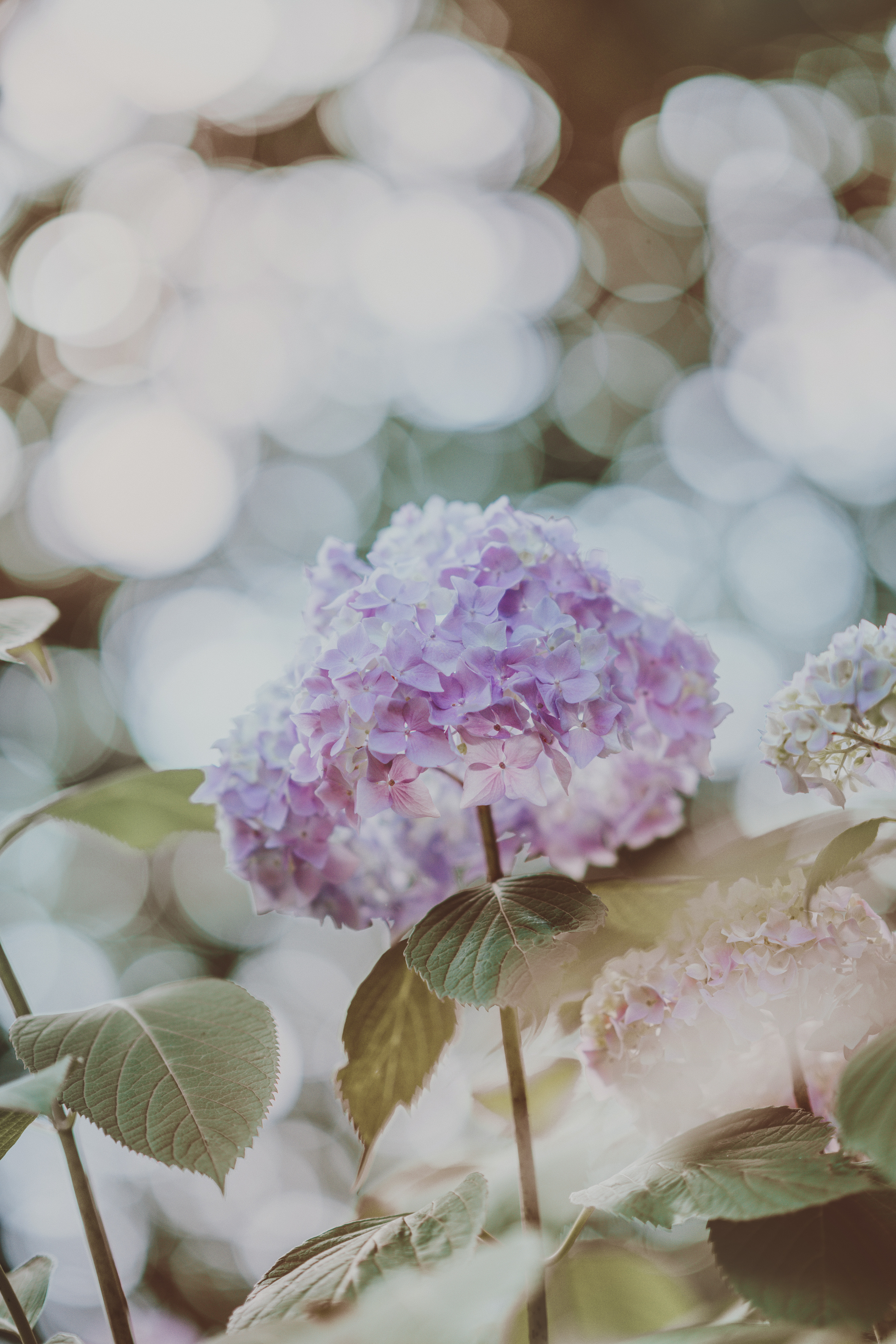 smooth, flowers, glare, blur, hydrangea, inflorescences, inflorescence wallpaper for mobile