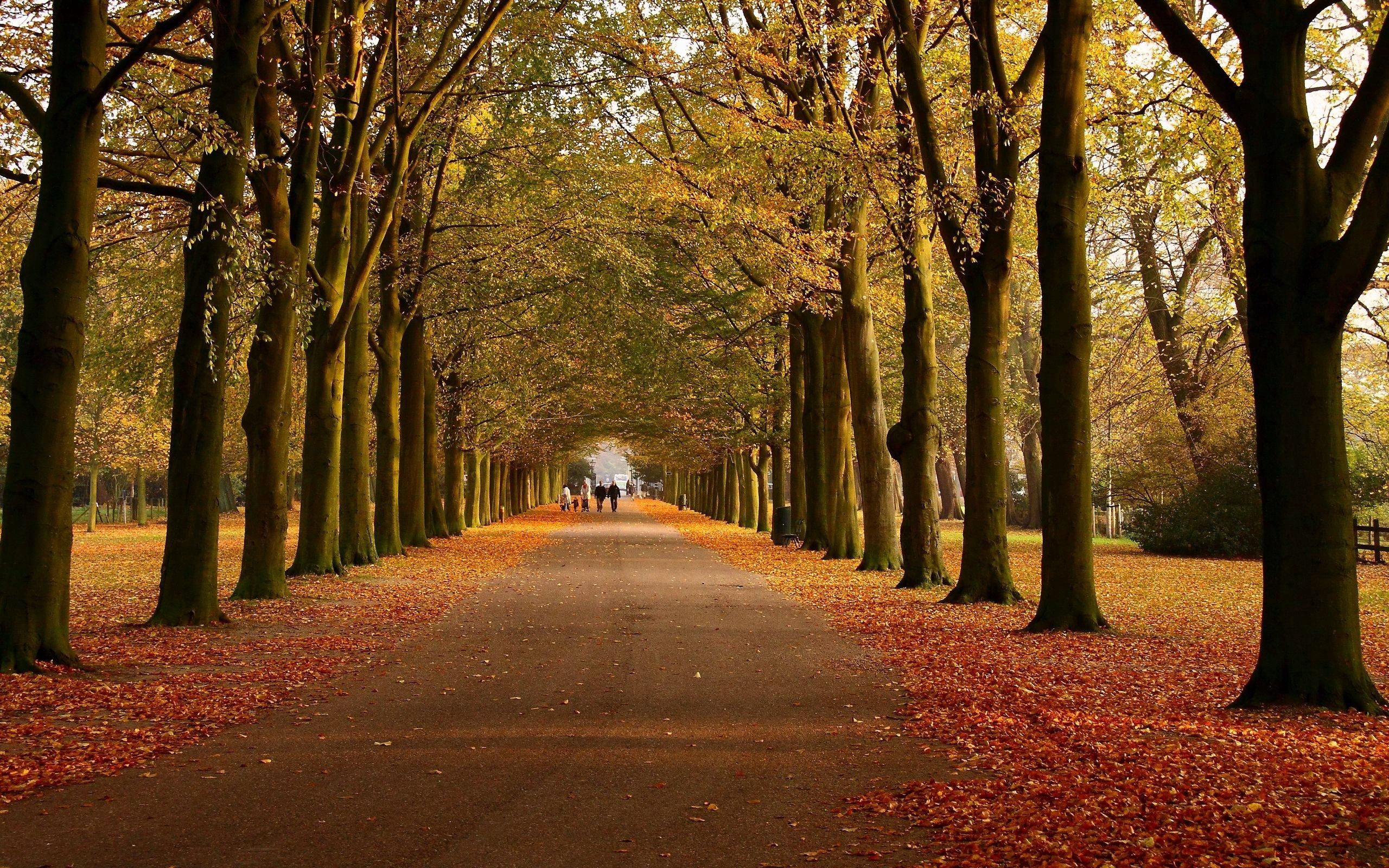 park, path, autumn, trees, nature for android