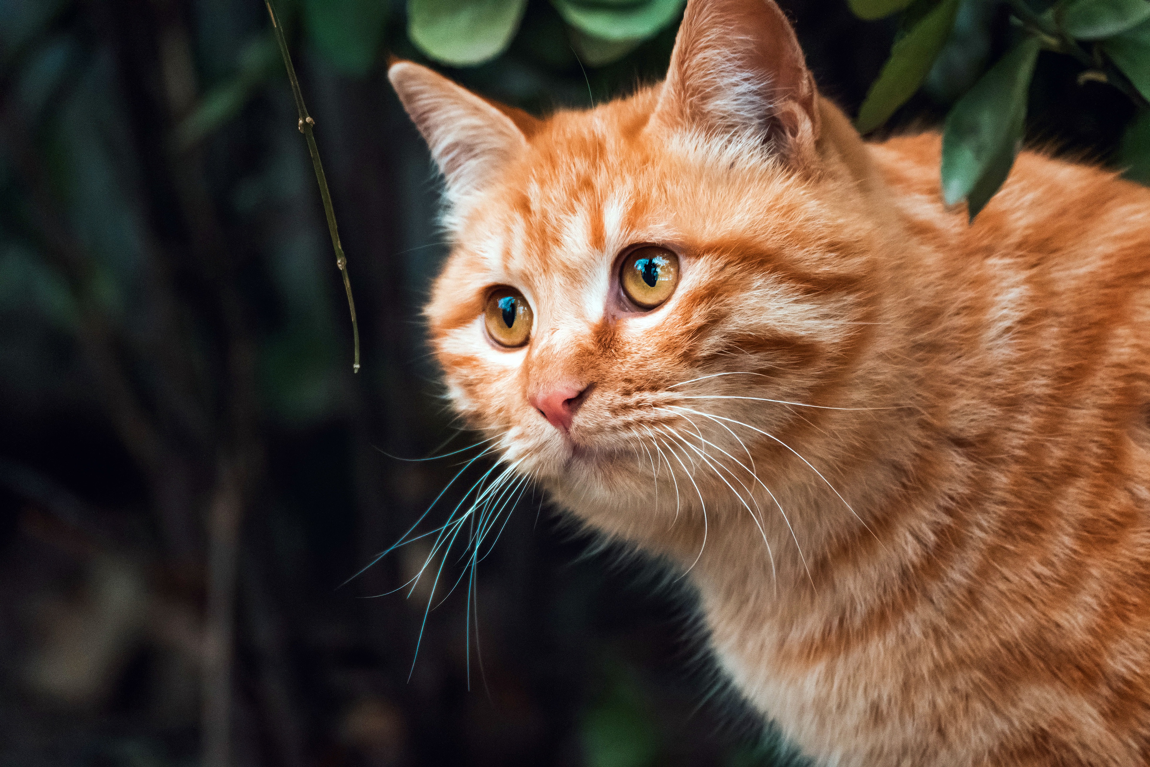 Baixar papel de parede para celular de Gato, Gatos, Animais gratuito.