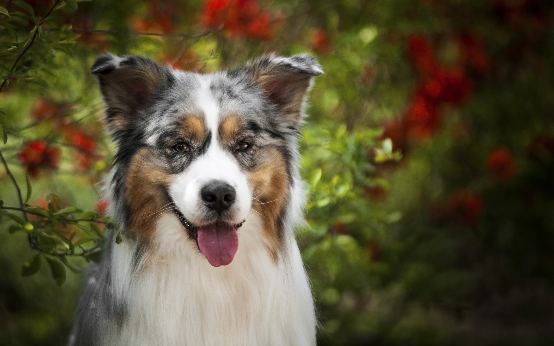 Free download wallpaper Australian Shepherd, Dogs, Dog, Animal on your PC desktop