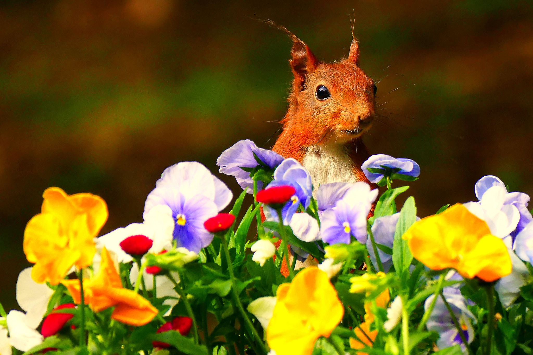 Laden Sie das Tiere, Eichhörnchen, Stiefmütterchen, Blume, Nagetier-Bild kostenlos auf Ihren PC-Desktop herunter
