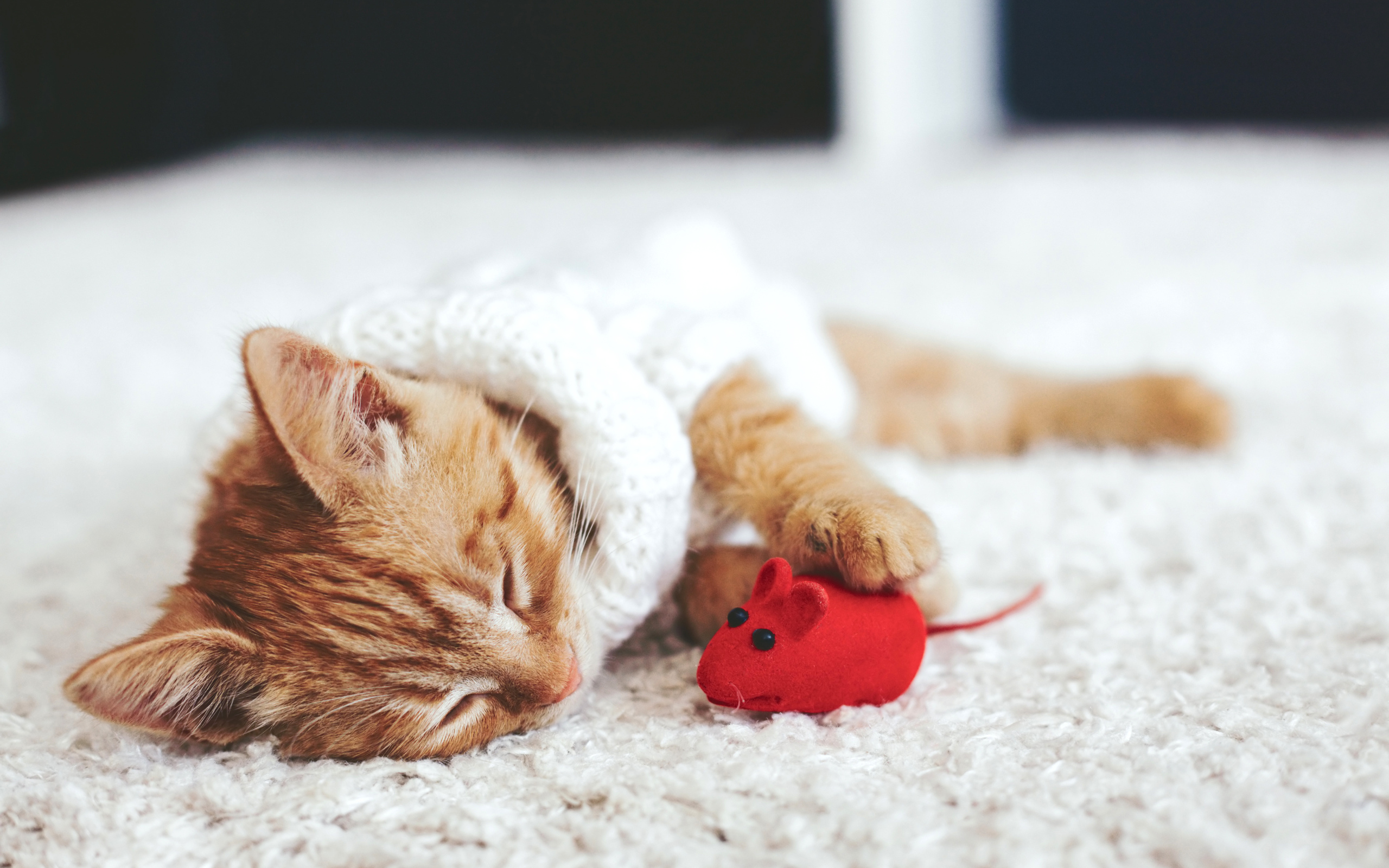 Download mobile wallpaper Cats, Cat, Animal, Sleeping for free.