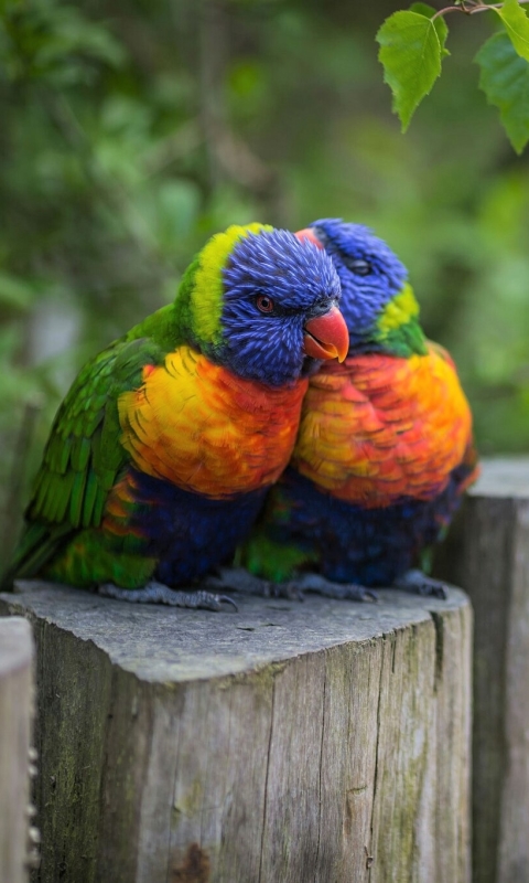 Download mobile wallpaper Birds, Bird, Animal, Colorful, Lorikeet, Rainbow Lorikeet for free.