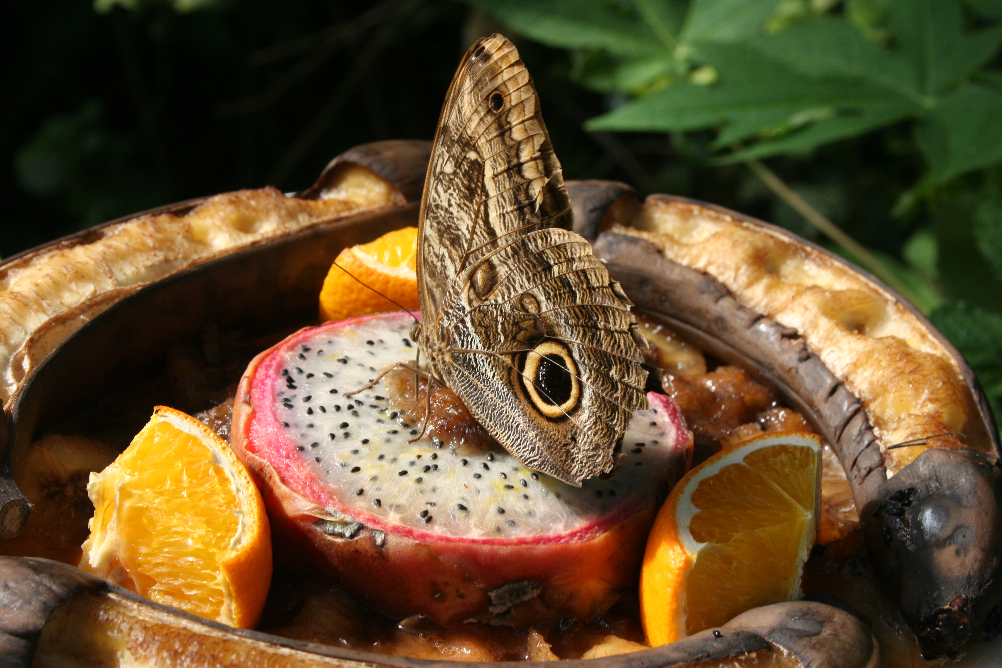 Laden Sie das Tiere, Schmetterlinge, Pitaya, Orange (Obst)-Bild kostenlos auf Ihren PC-Desktop herunter