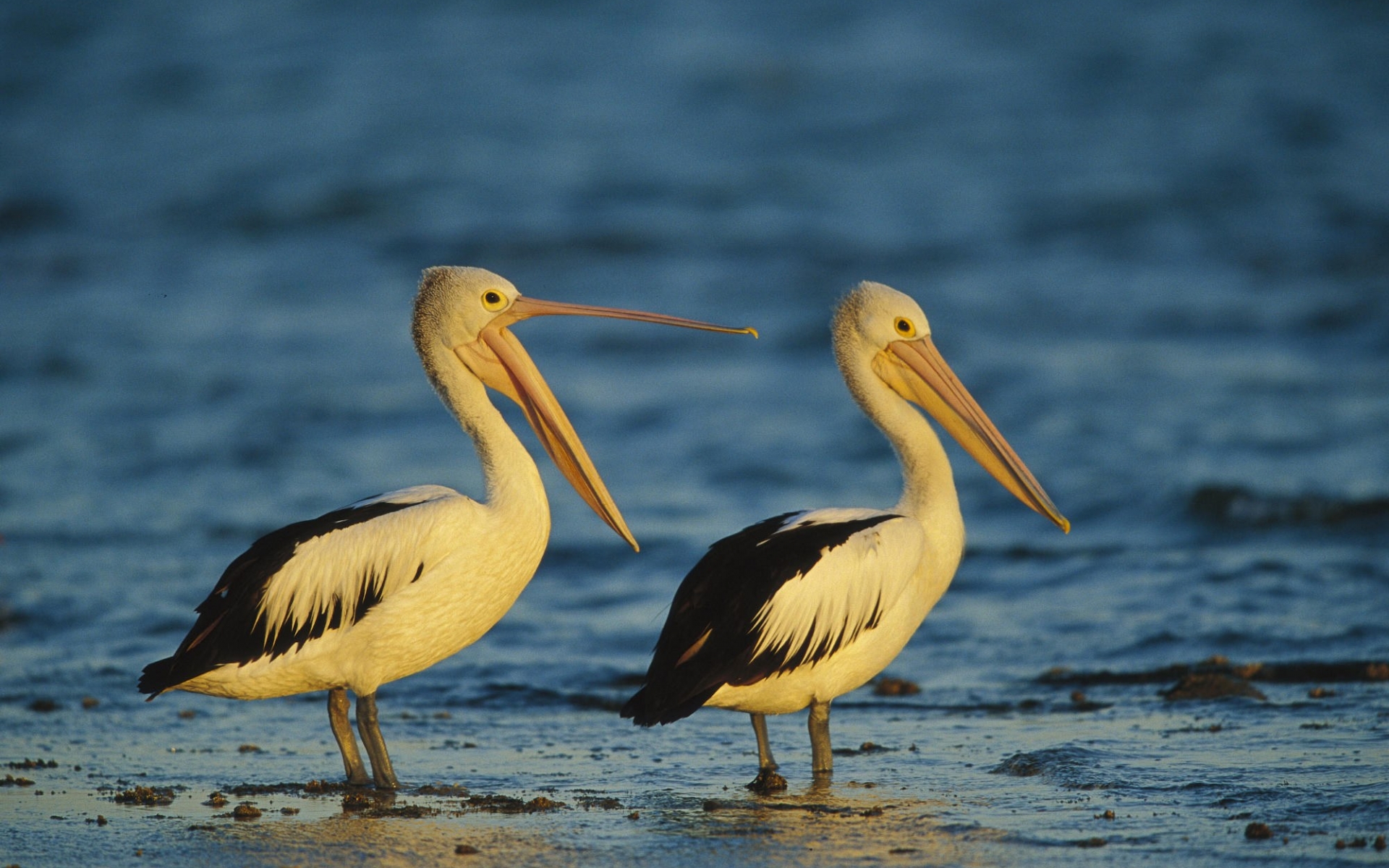 288598 baixar papel de parede animais, pelicano, aves - protetores de tela e imagens gratuitamente