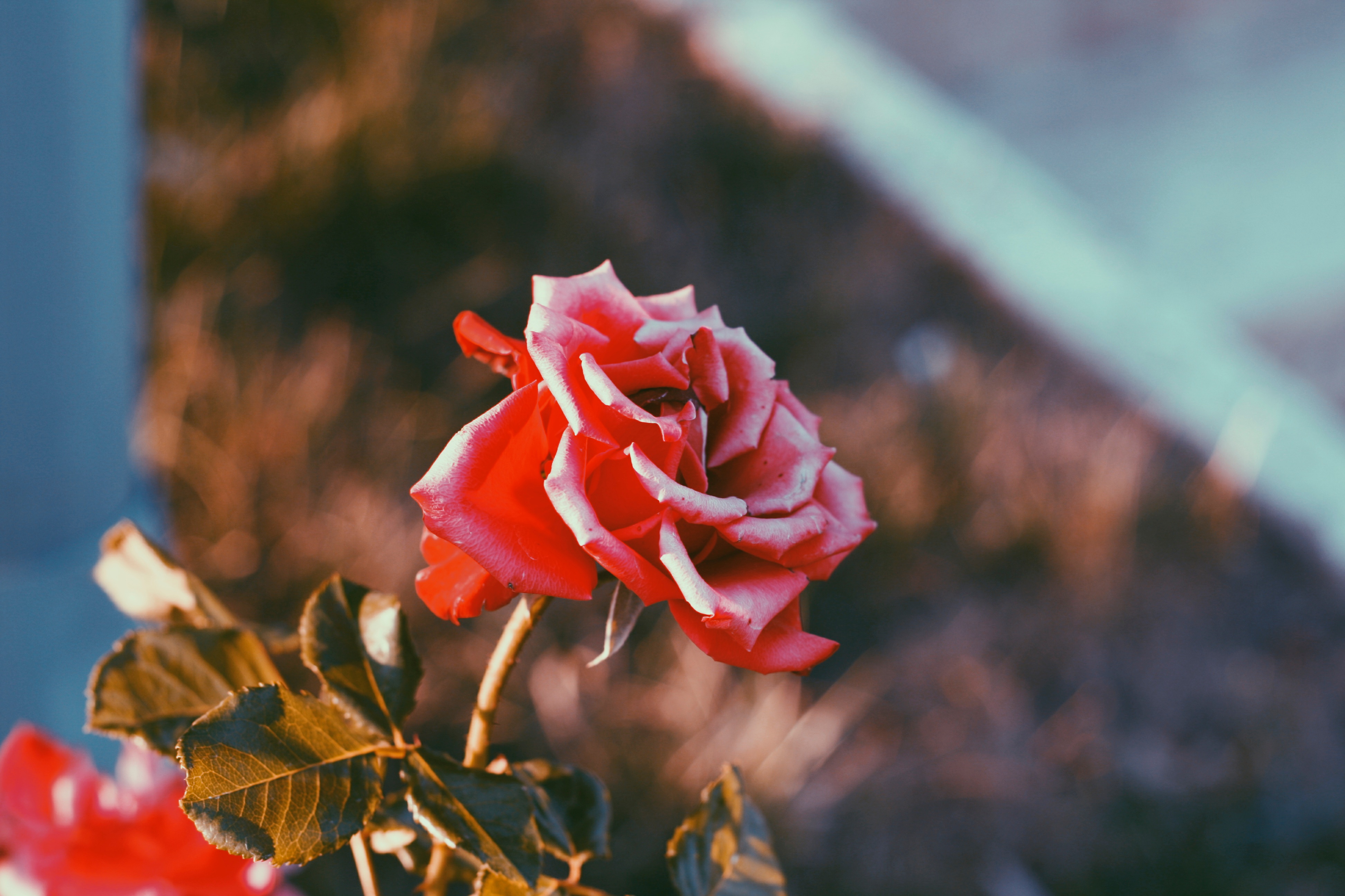 Téléchargez gratuitement l'image Bourgeon, Flou, Lisse, Fleurs, Fleur, Une Rose, Rose sur le bureau de votre PC
