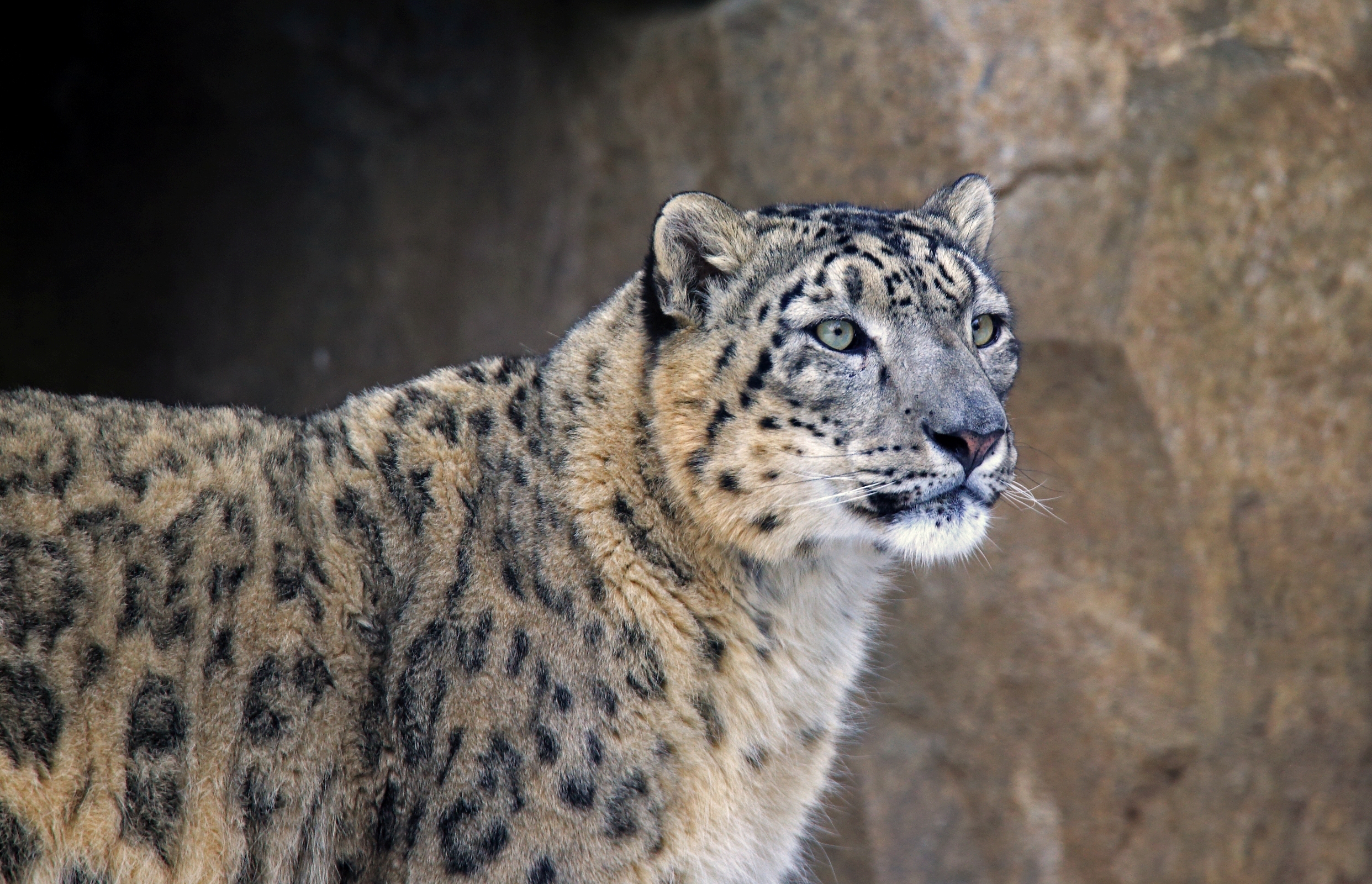 88419 baixar imagens animais, snow leopard, focinho, predator, predador, irbis - papéis de parede e protetores de tela gratuitamente