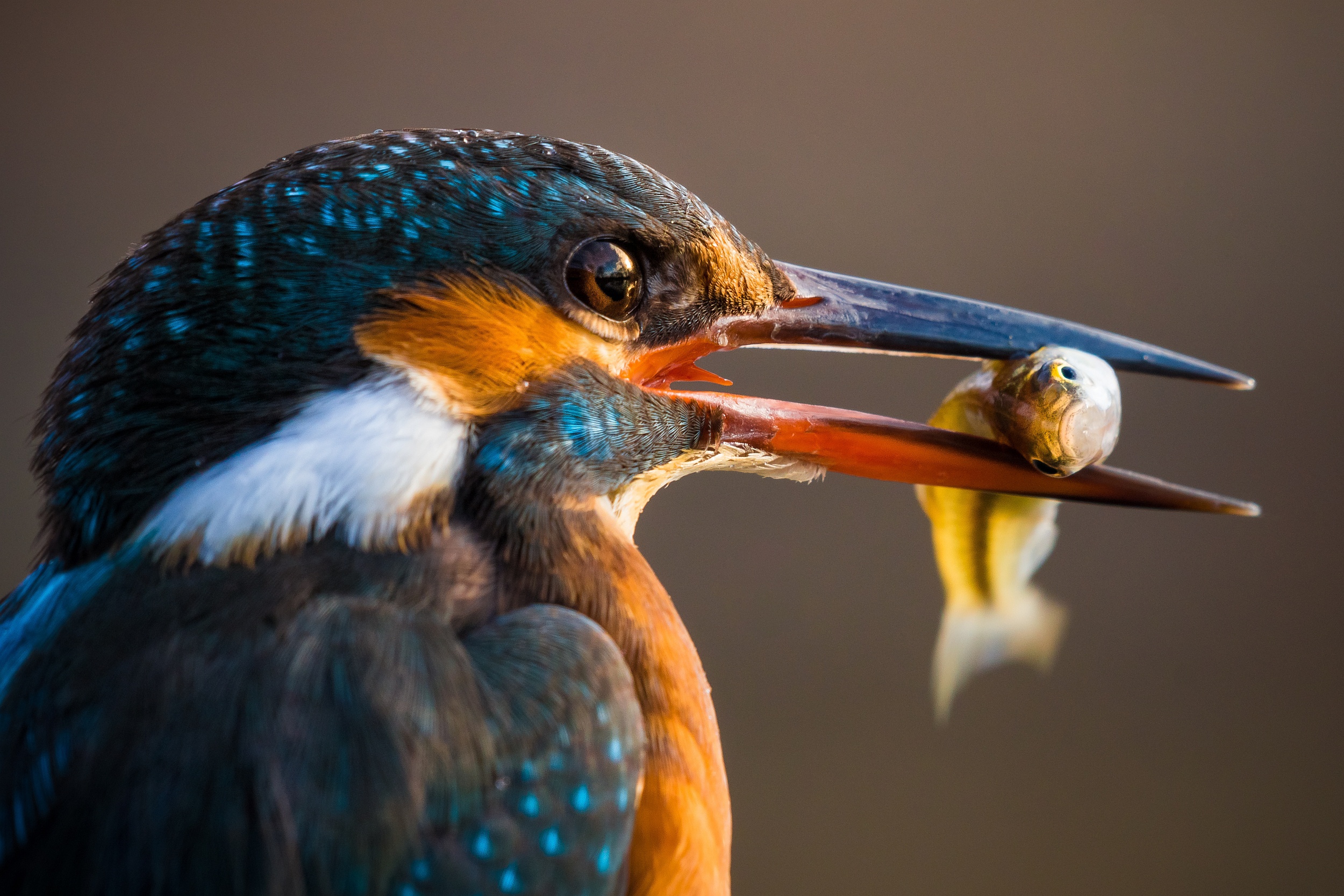 Free download wallpaper Birds, Macro, Bird, Animal, Kingfisher on your PC desktop
