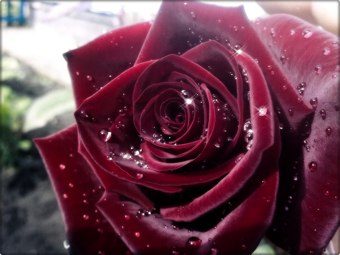 43556 descargar imagen plantas, flores, roses, rojo: fondos de pantalla y protectores de pantalla gratis