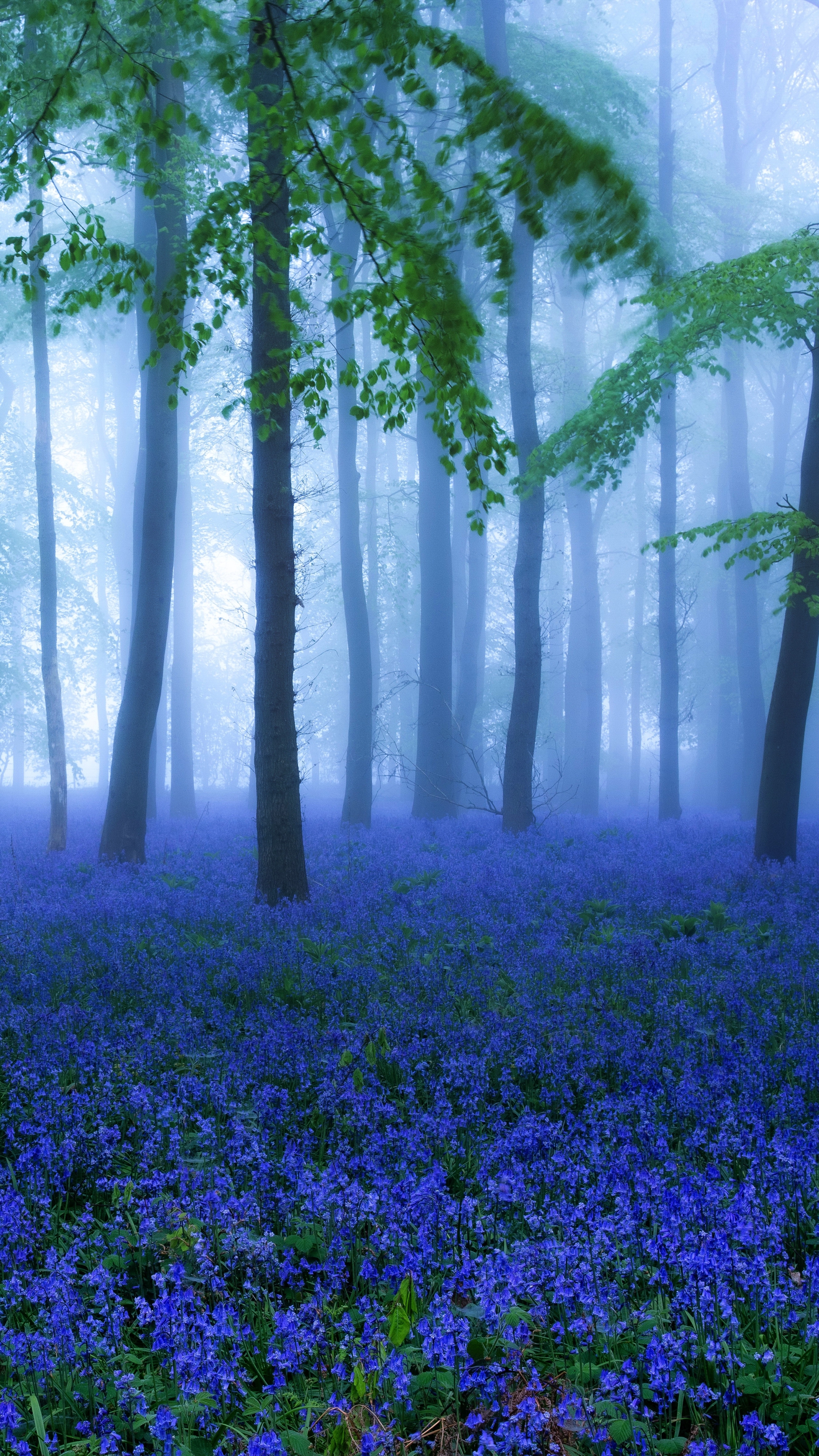 PCデスクトップに自然, フラワーズ, ブルーベル, 花, 森, 霧, 地球, 青い花画像を無料でダウンロード