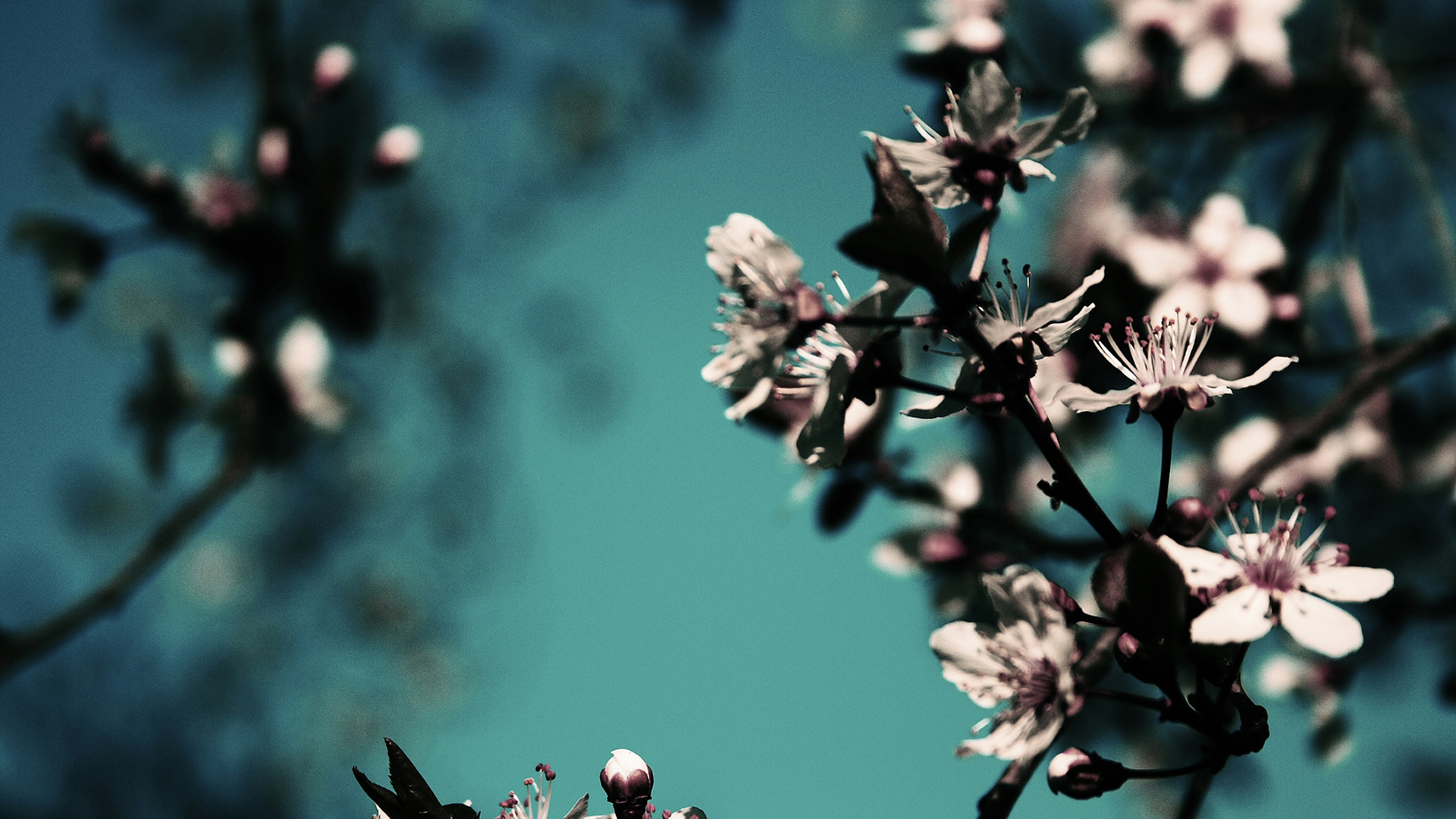 Download mobile wallpaper Blossom, Flowers, Photography, Earth for free.