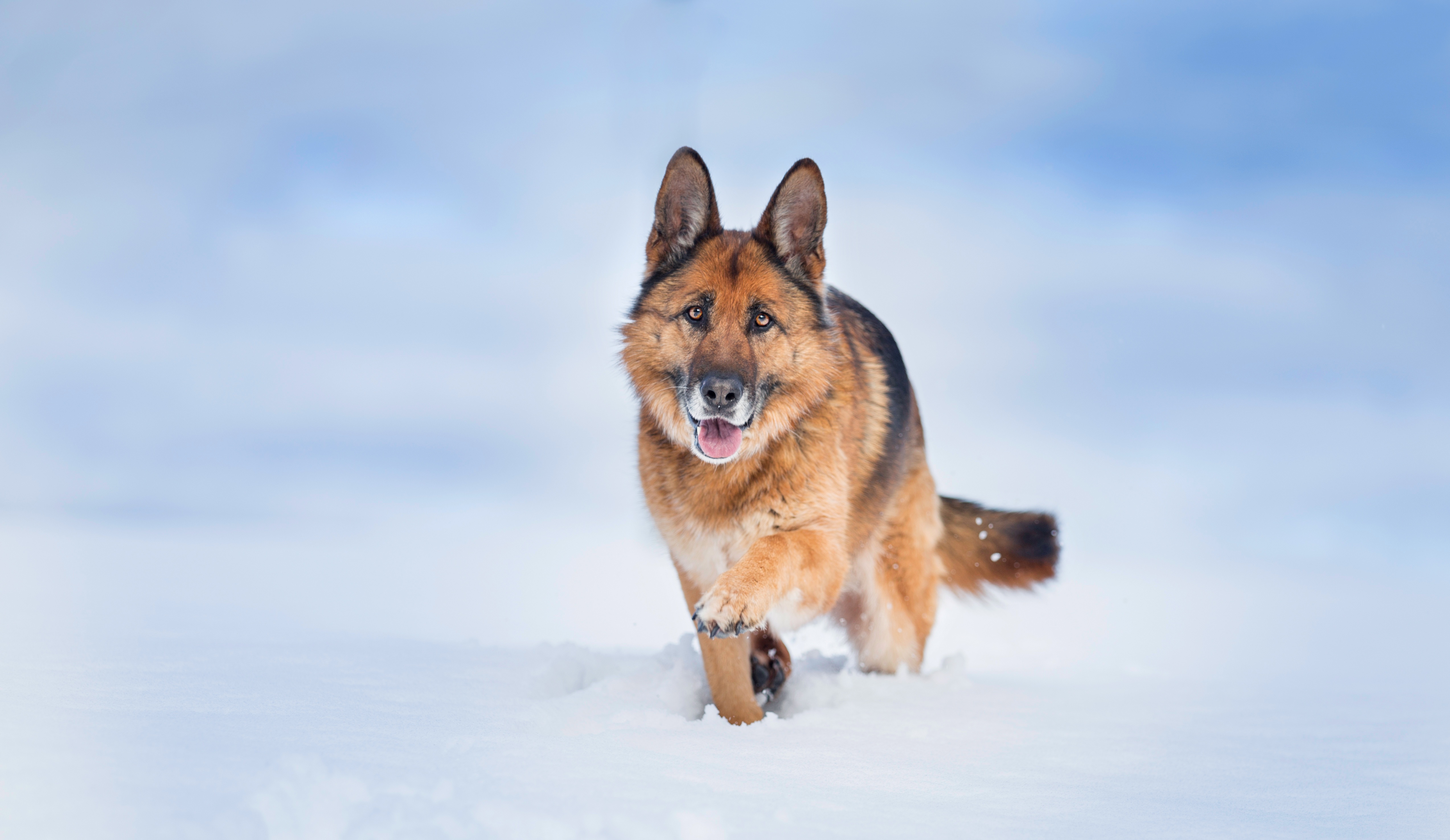 Download mobile wallpaper Dogs, Snow, Dog, Animal, German Shepherd, Depth Of Field for free.