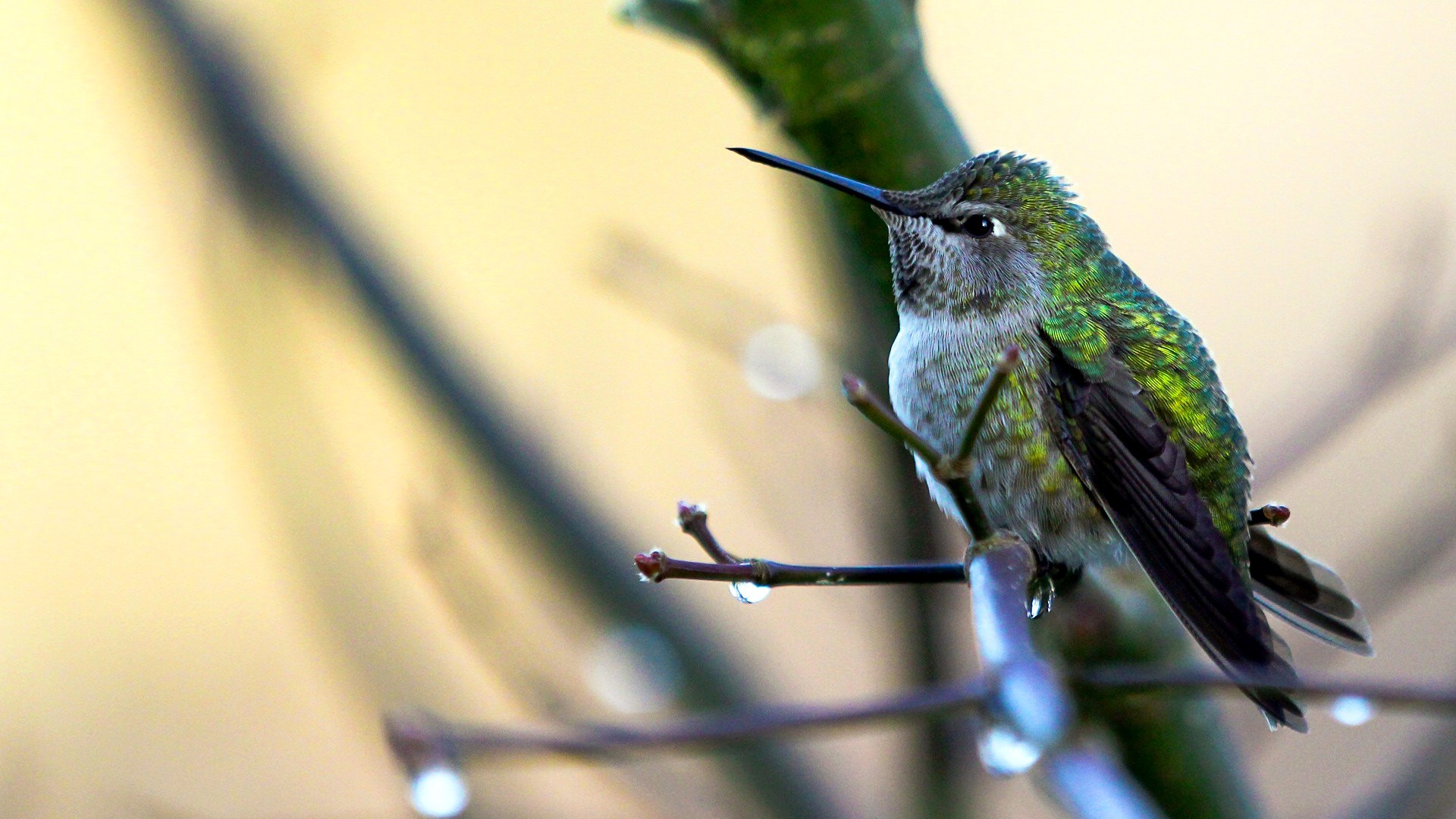 Baixar papel de parede para celular de Beija Flor, Aves, Animais gratuito.