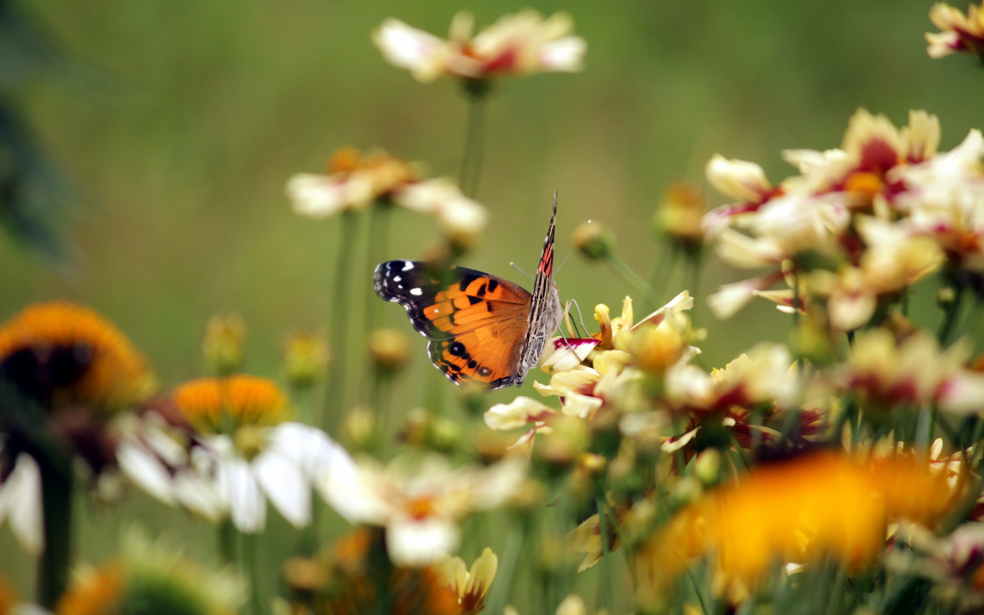 603526 Bildschirmschoner und Hintergrundbilder Schmetterlinge auf Ihrem Telefon. Laden Sie  Bilder kostenlos herunter