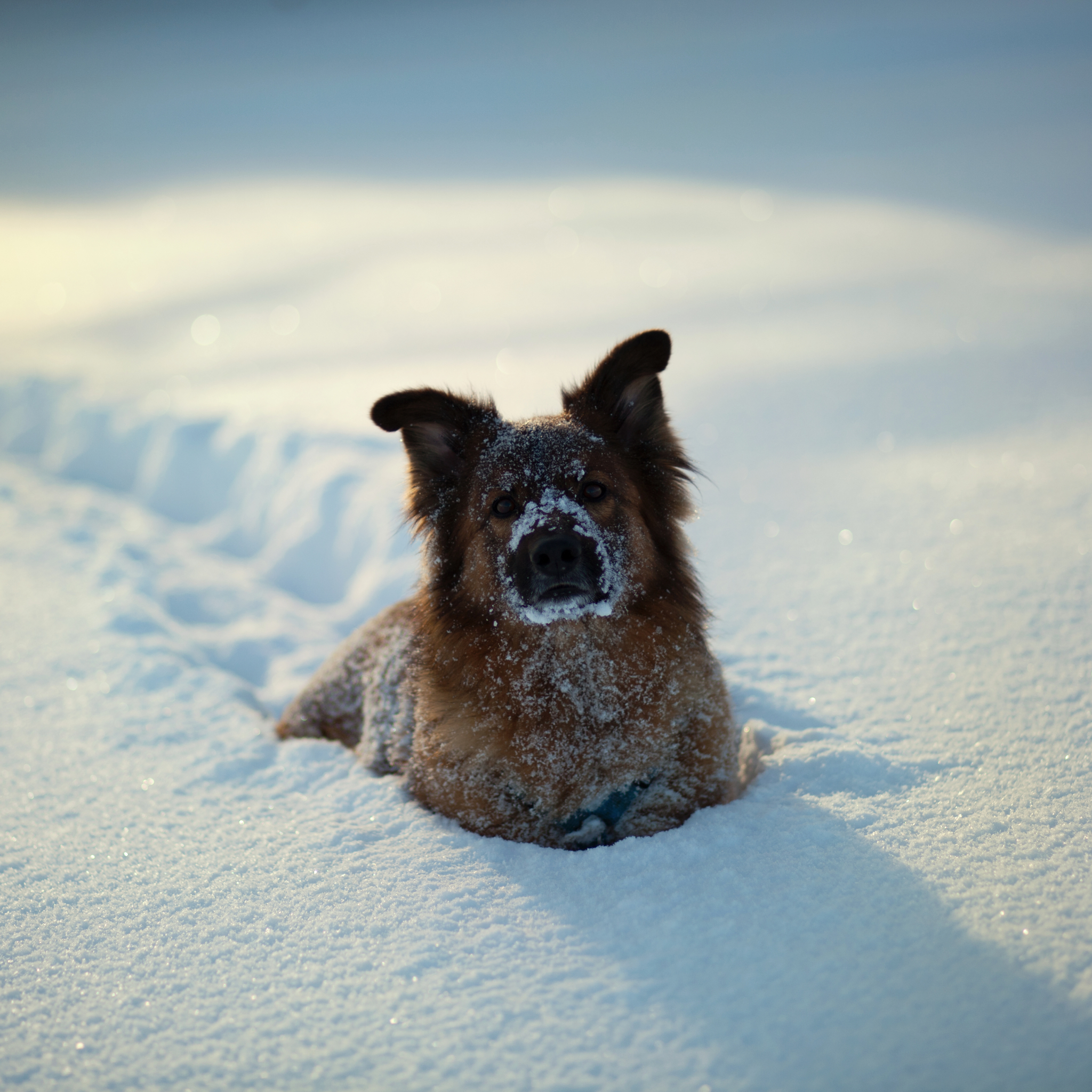 Handy-Wallpaper Tiere, Hunde, Hund kostenlos herunterladen.