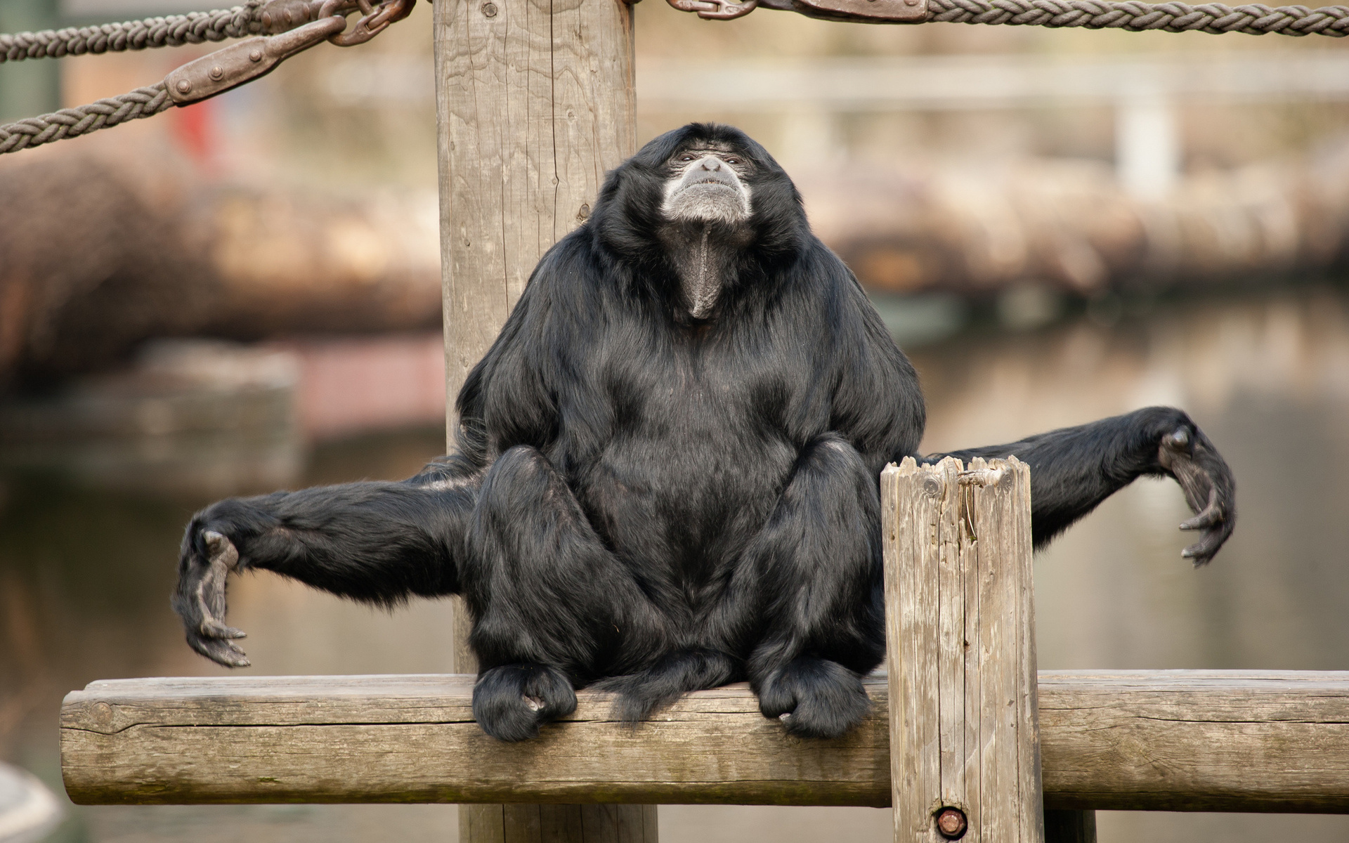 Téléchargez gratuitement l'image Animaux, Singes, Singe sur le bureau de votre PC