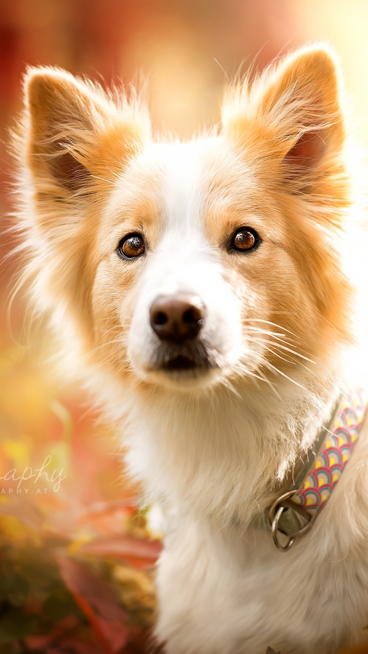 Download mobile wallpaper Dogs, Dog, Animal, Cute, Border Collie for free.