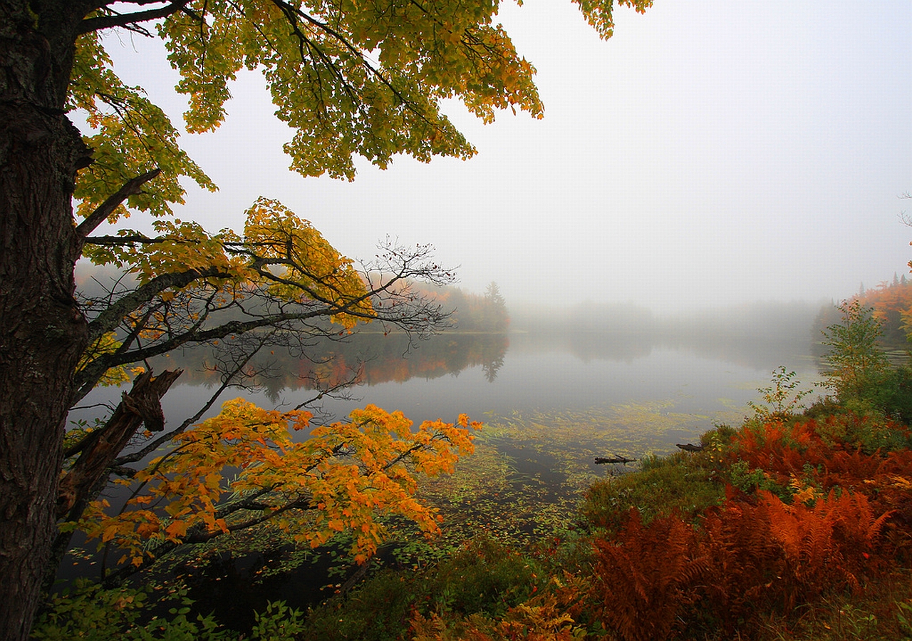 Laden Sie das Nebel, Erde/natur-Bild kostenlos auf Ihren PC-Desktop herunter