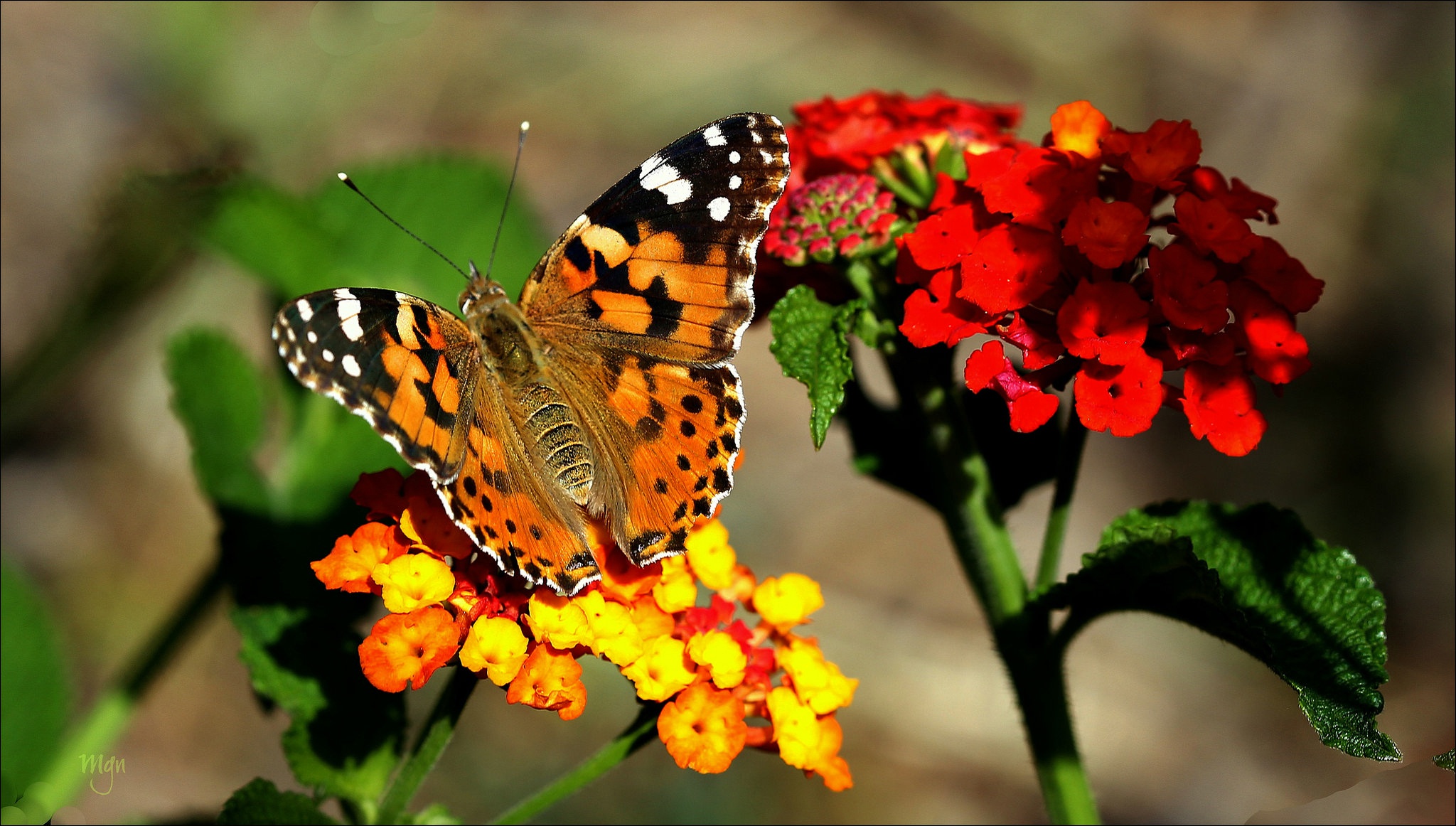 PCデスクトップに動物, 蝶, 大きい, 赤い花, 虫画像を無料でダウンロード