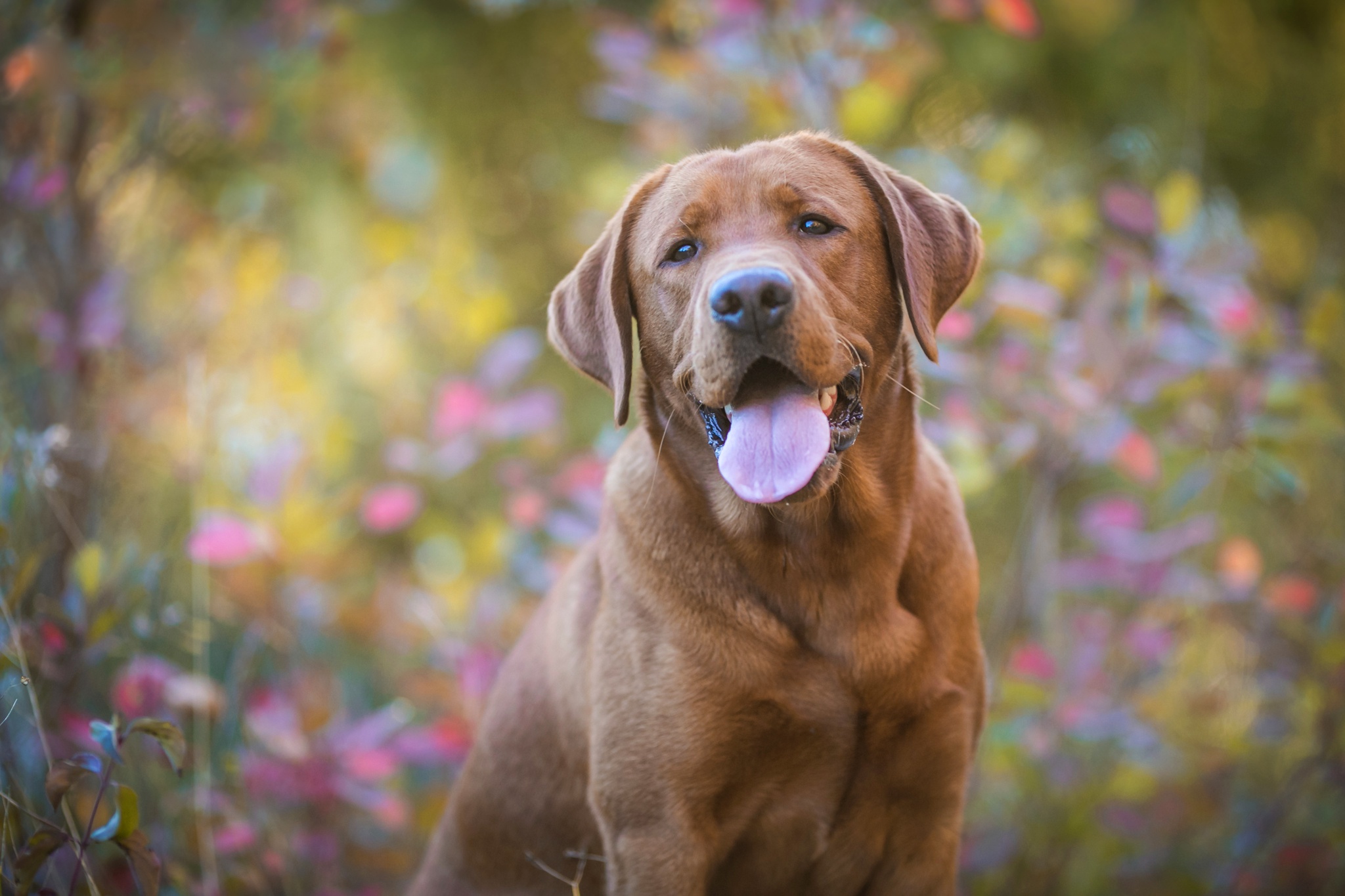 無料モバイル壁紙動物, 犬, ラブラドール・レトリバー, 被写界深度をダウンロードします。