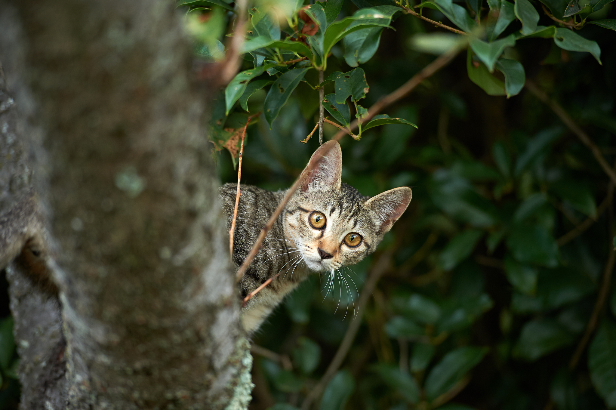 Handy-Wallpaper Katze, Katzen, Tiere kostenlos herunterladen.