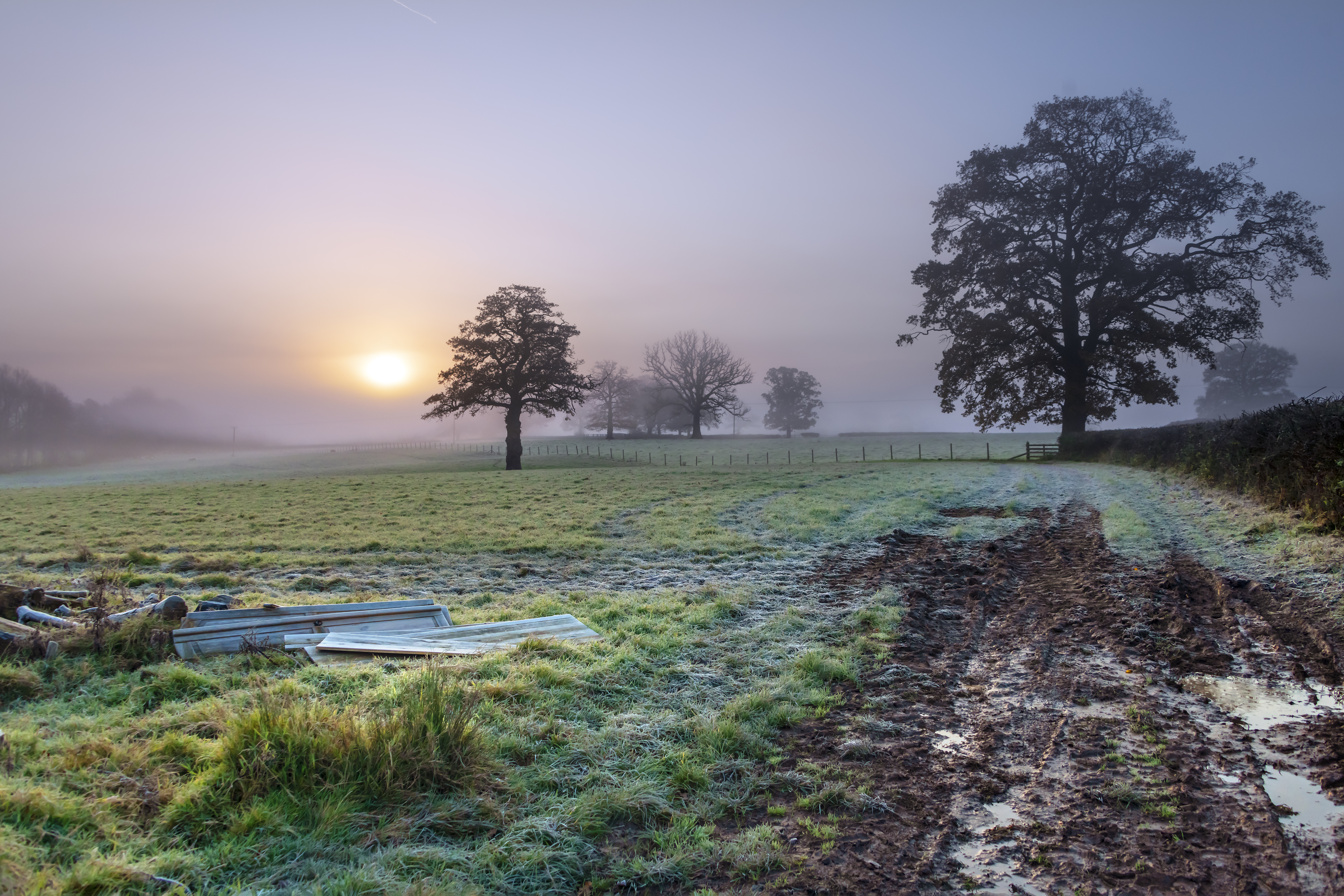 Free download wallpaper Trees, Sun, Fog, Nature, Field on your PC desktop