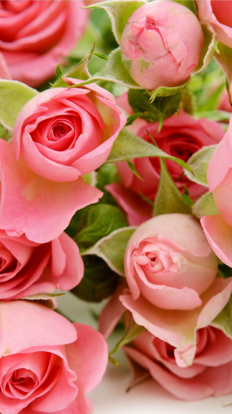 Скачать картинку Цветок, Роза, Земля, Земля/природа, Розовый Цветок, Флауэрсы в телефон бесплатно.