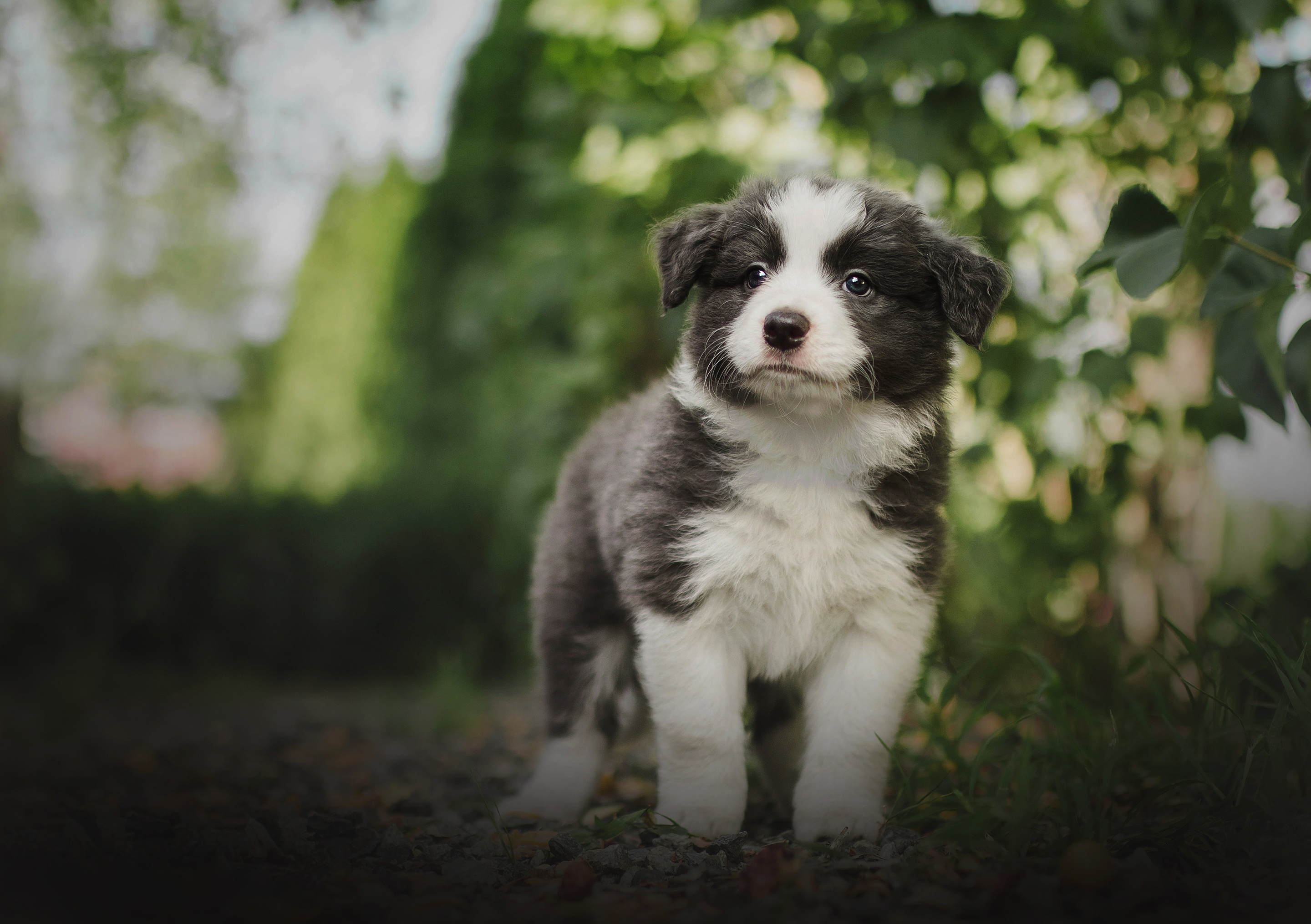 Download mobile wallpaper Dogs, Dog, Animal, Puppy, Australian Shepherd, Baby Animal, Depth Of Field for free.