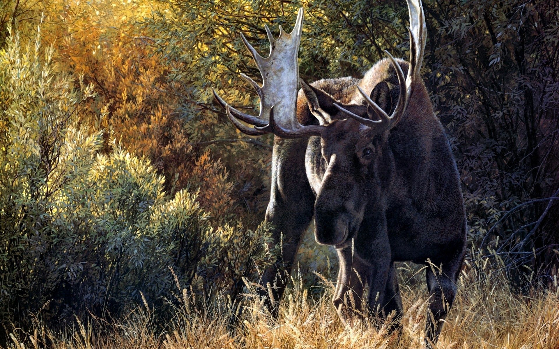 Free download wallpaper Animals, Grass, Stroll, Horns, Deer on your PC desktop