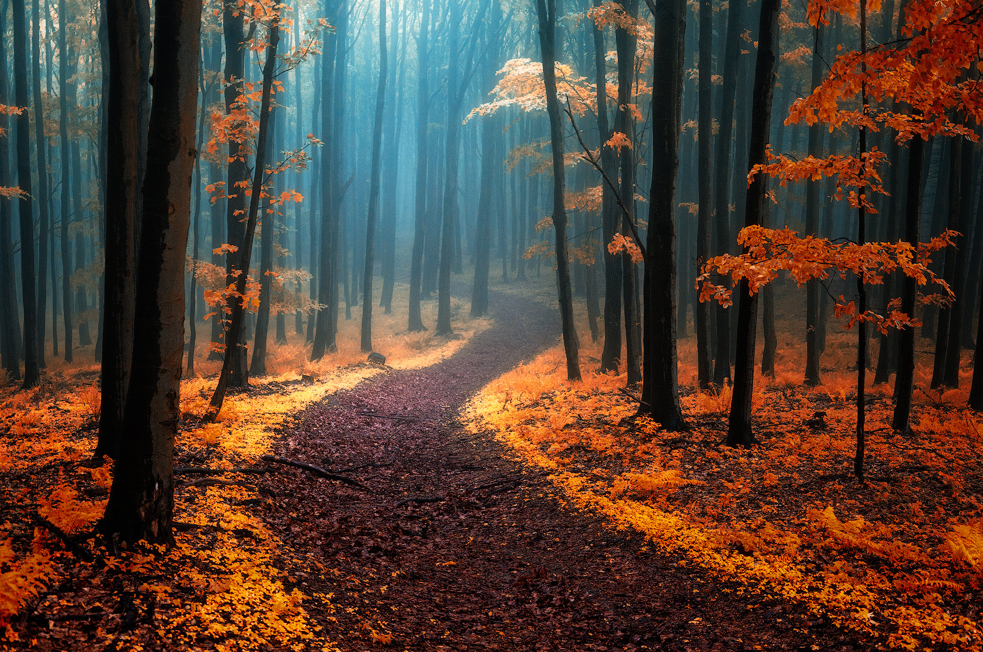 Download mobile wallpaper Nature, Forest, Tree, Fog, Fall, Earth, Path for free.