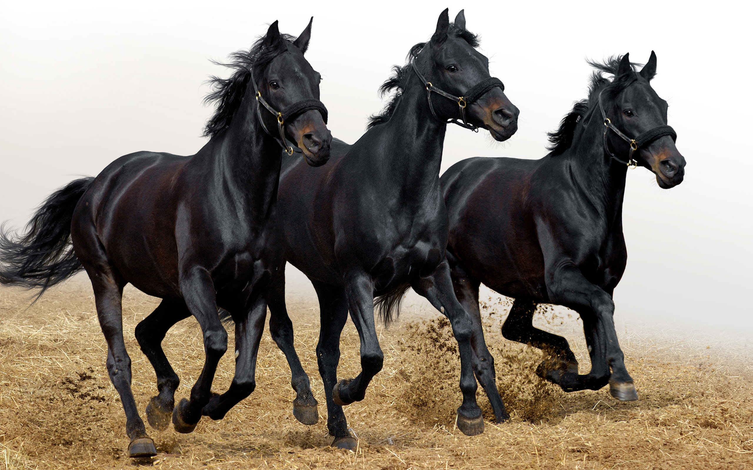 Téléchargez des papiers peints mobile Animaux, Cheval gratuitement.