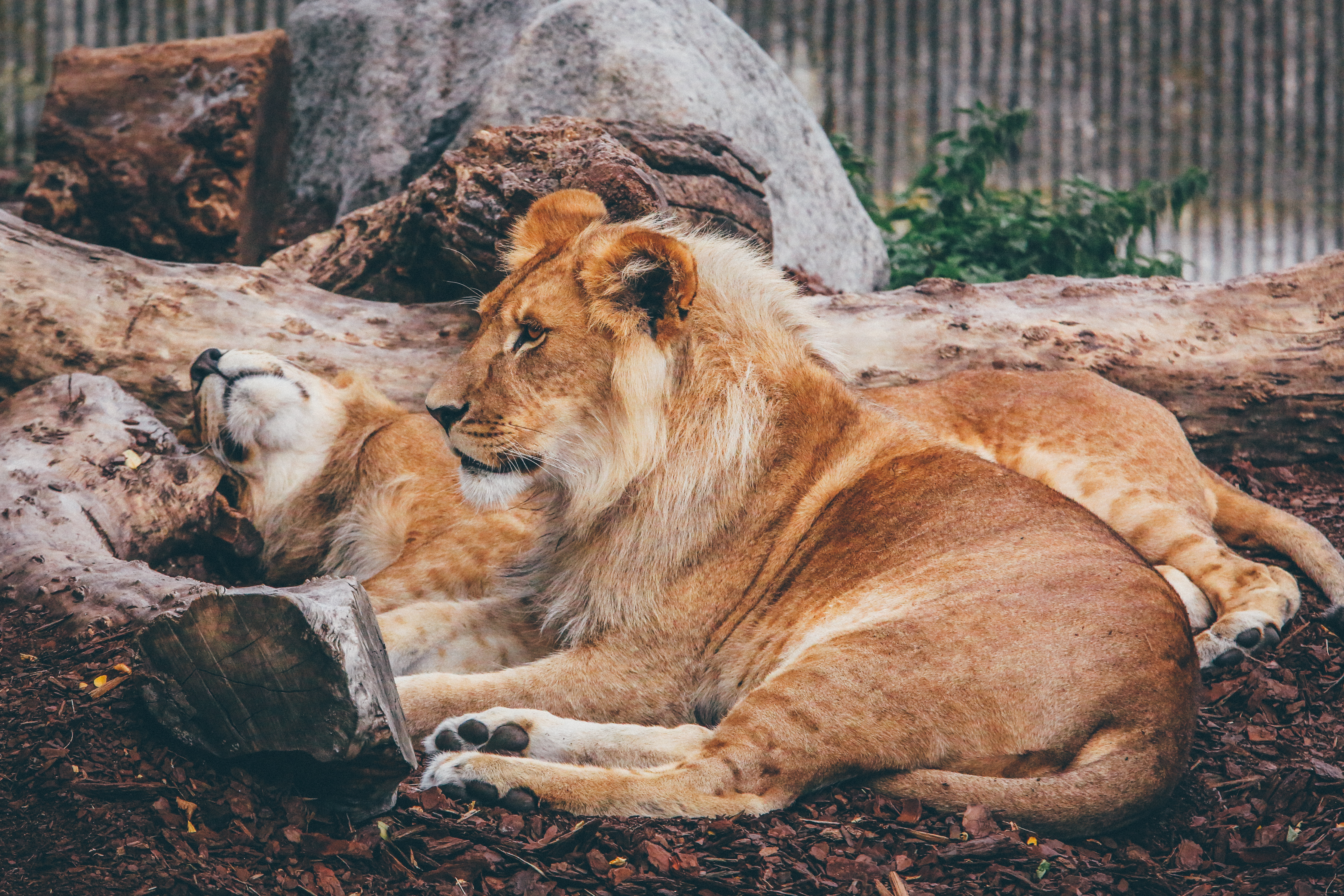 Téléchargez des papiers peints mobile Animaux, Chats, Lion, Zoo, Repos gratuitement.