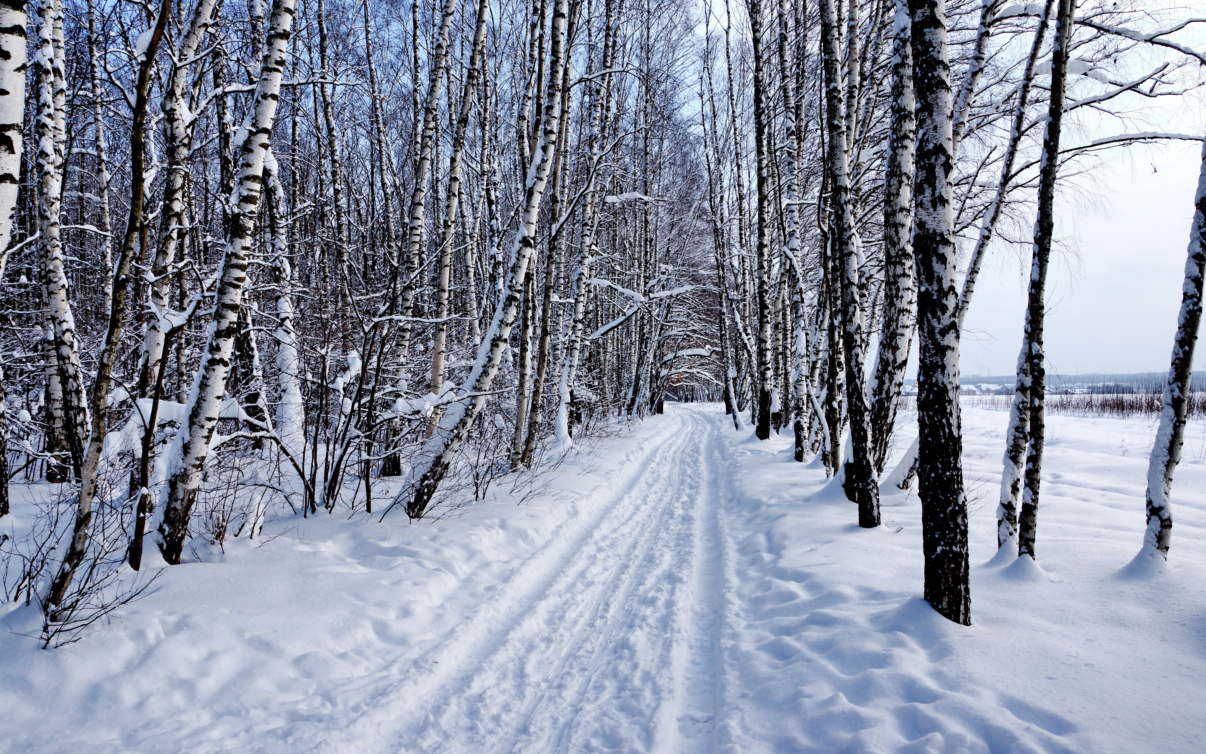 PCデスクトップに冬, 自然, 木, 雪, 森, 地球画像を無料でダウンロード