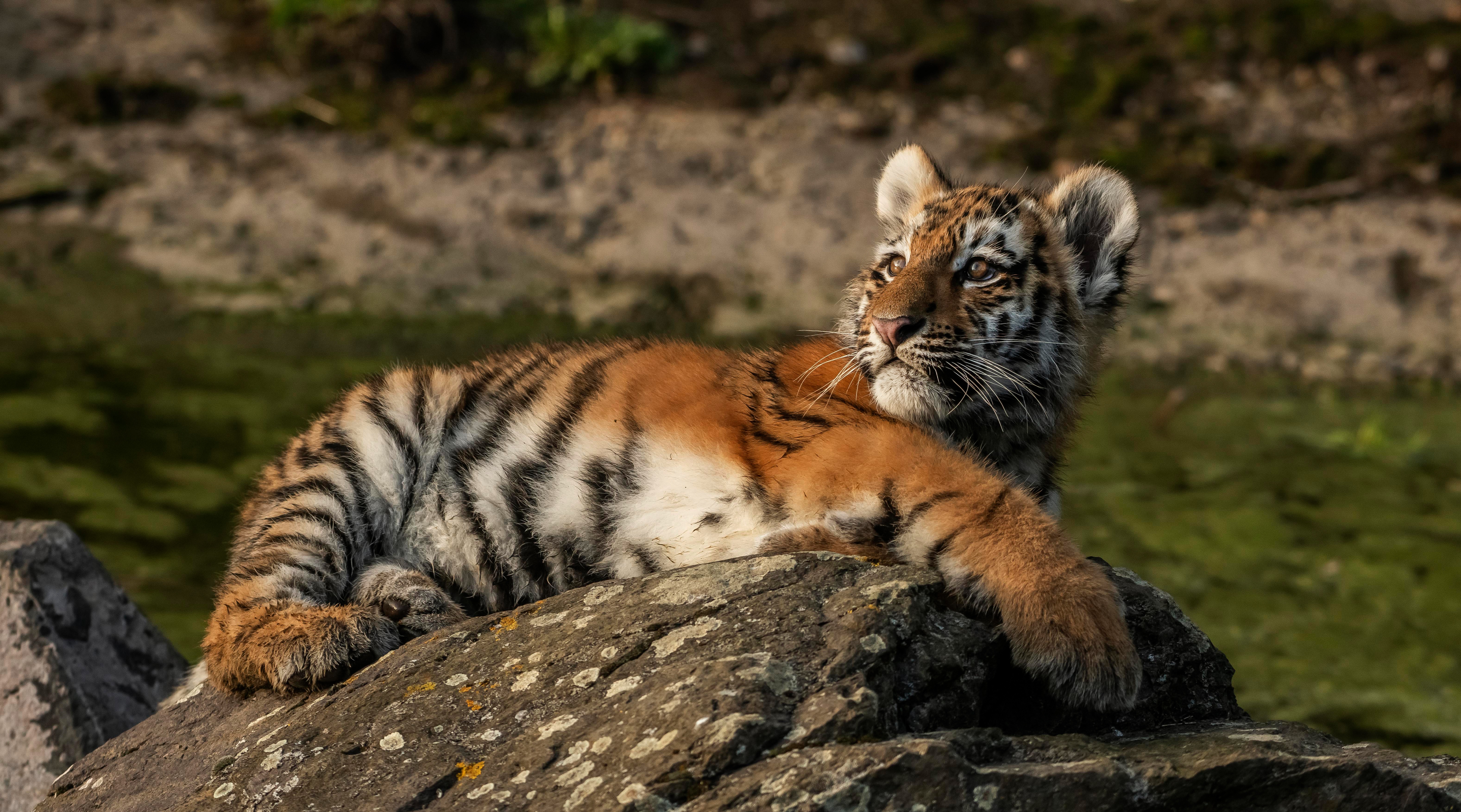 Download mobile wallpaper Cats, Tiger, Animal, Baby Animal, Cub for free.