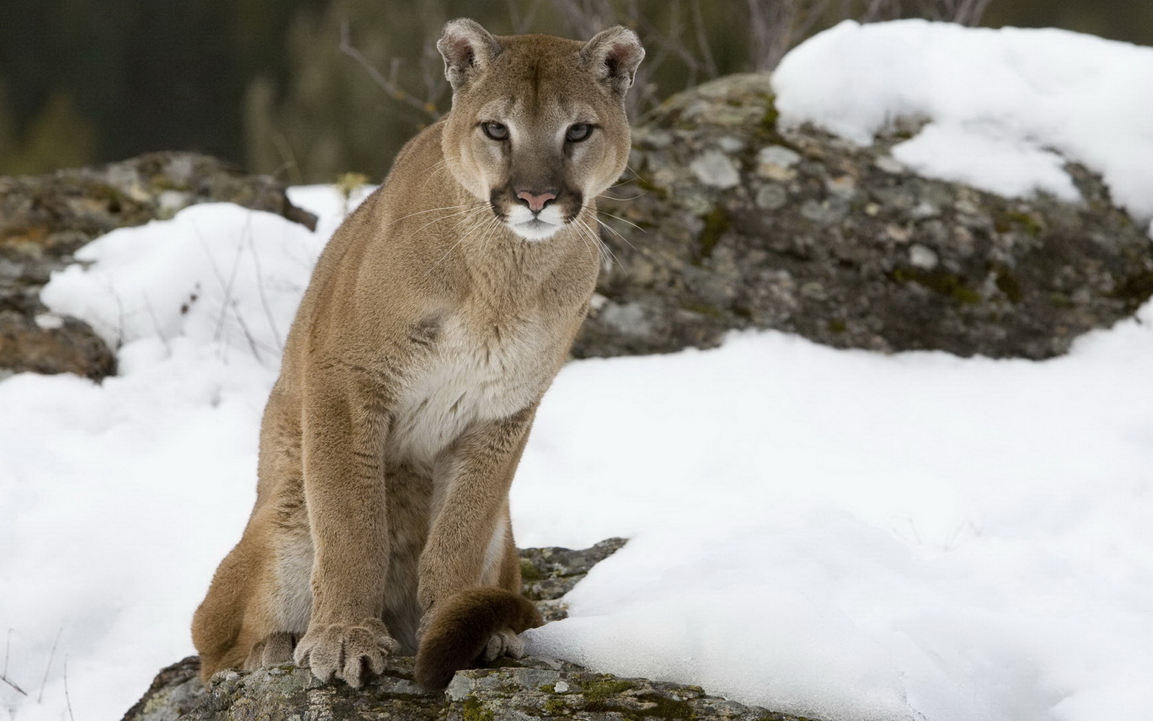 Baixar papel de parede para celular de Puma, Gatos, Animais gratuito.