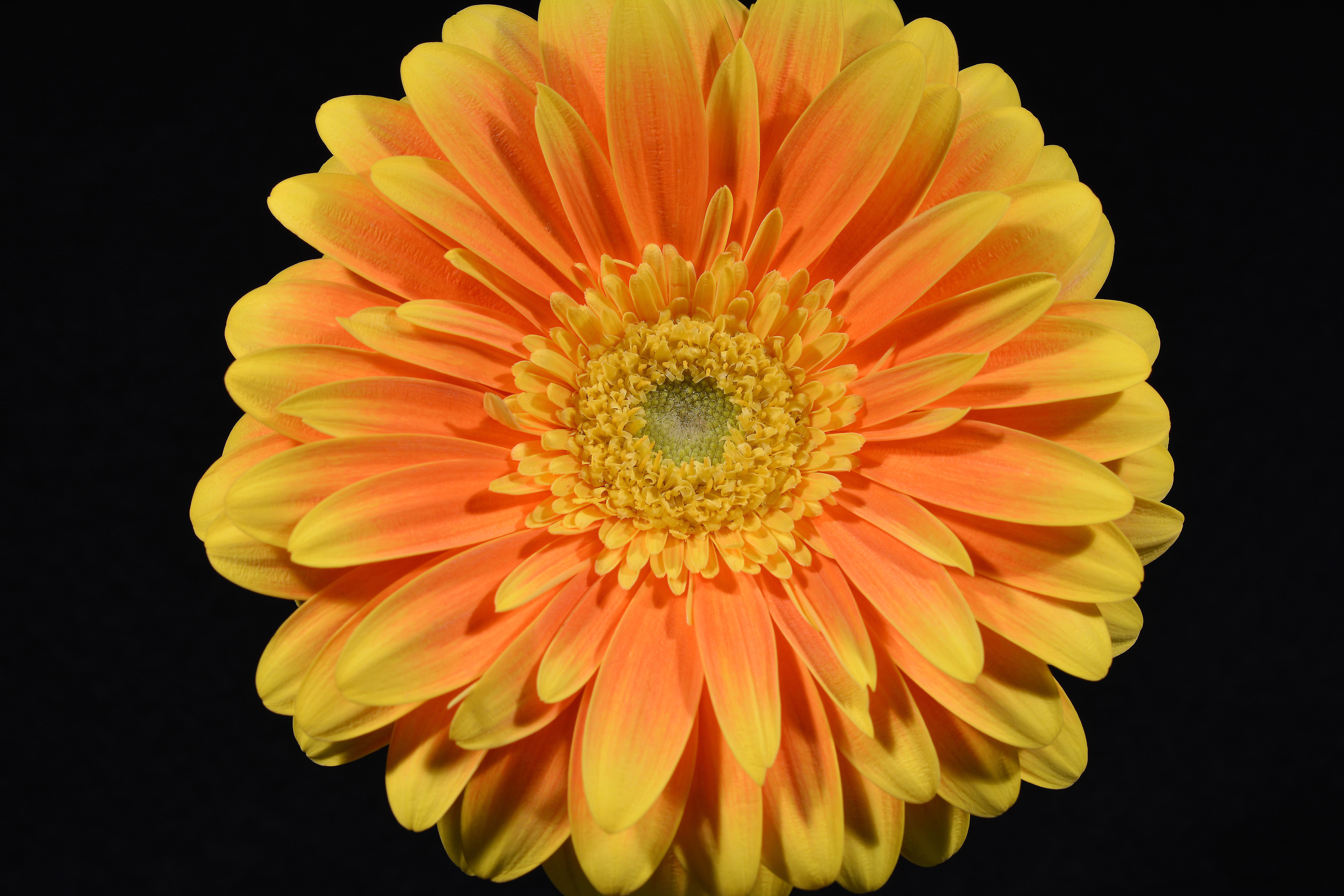 Laden Sie das Blumen, Gerbera, Blume, Nahansicht, Gelbe Blume, Erde/natur-Bild kostenlos auf Ihren PC-Desktop herunter