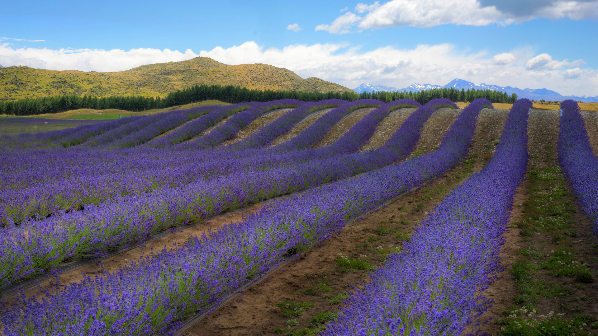 Baixar papel de parede para celular de Lavanda, Flores, Terra/natureza gratuito.