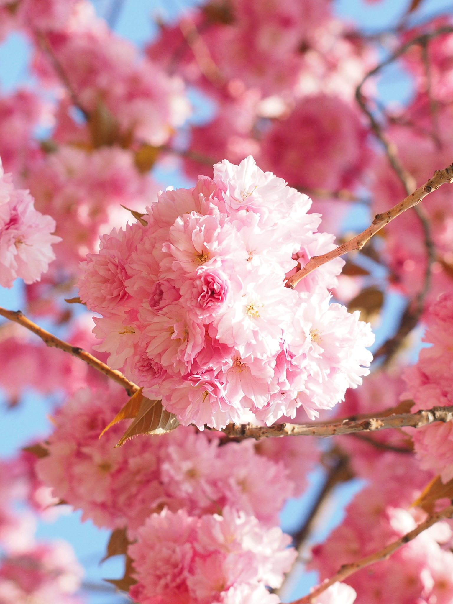 Скачать картинку Сакура, Весна, Цветущие, Цвести, Земля/природа в телефон бесплатно.