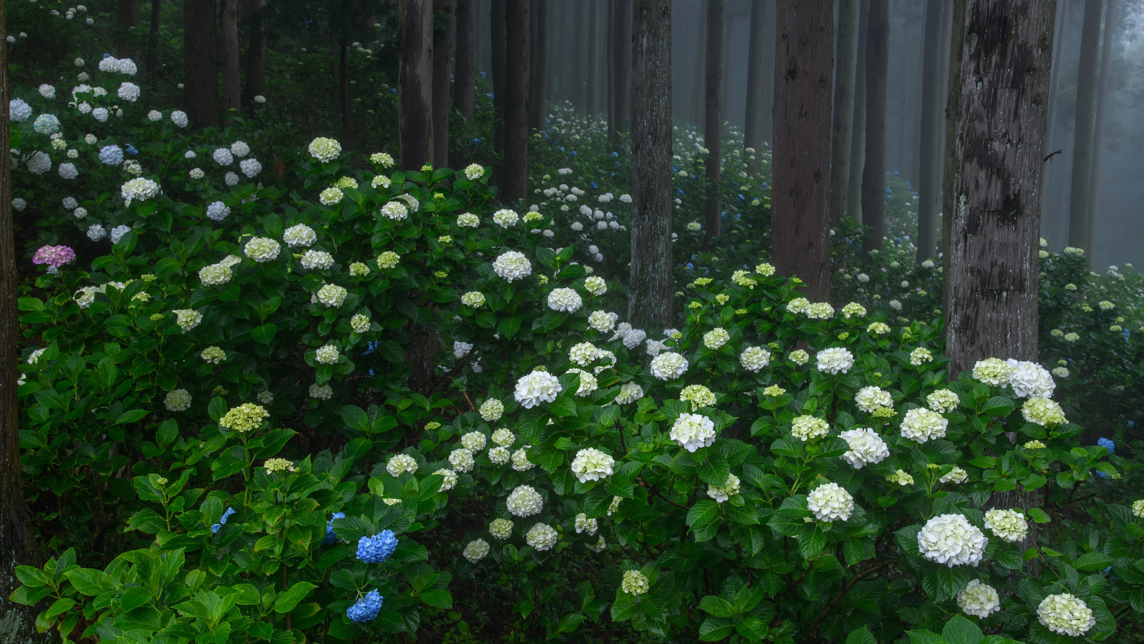 Download mobile wallpaper Flowers, Earth, Hydrangea, Greenery for free.