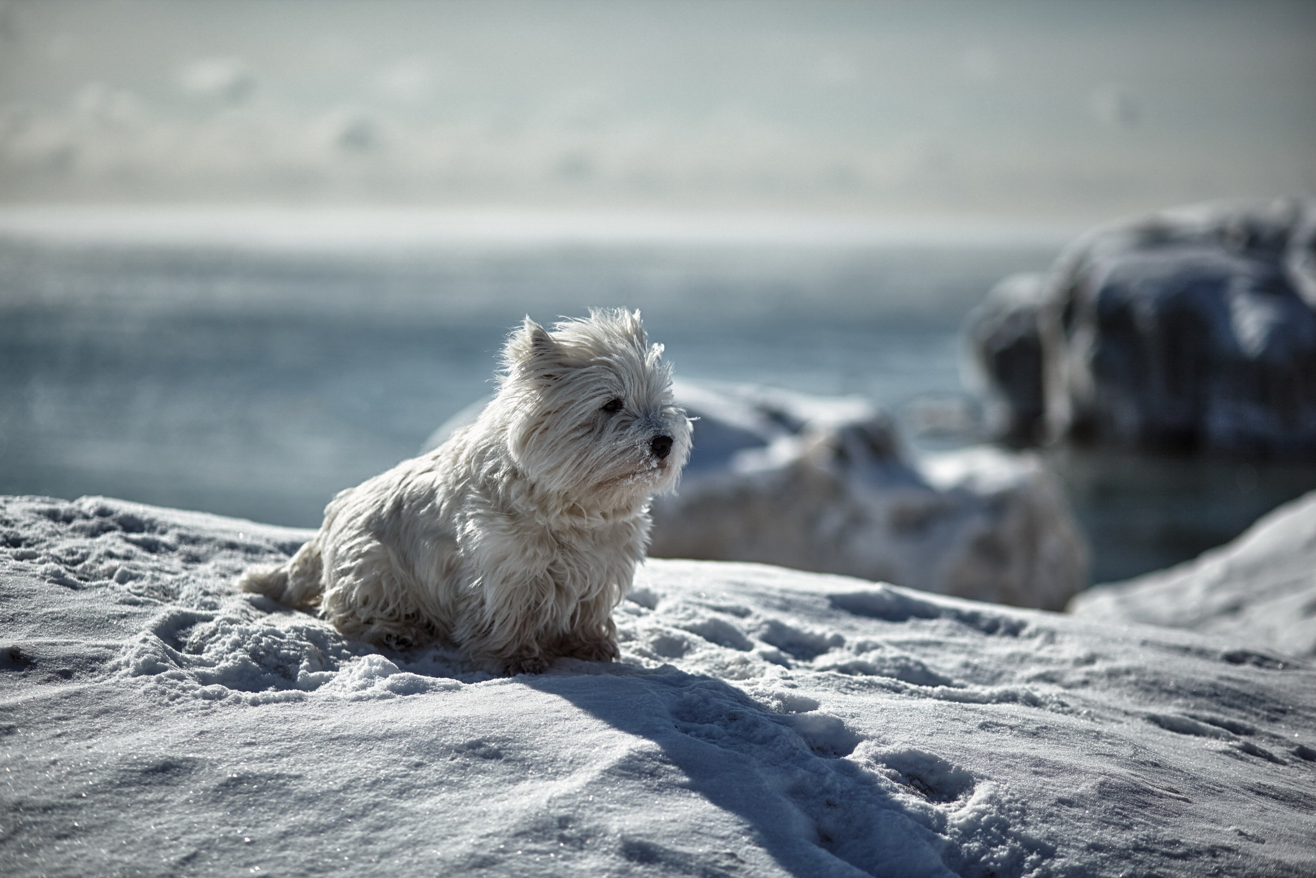 Free download wallpaper Winter, Snow, Dog, Animals, Playful on your PC desktop