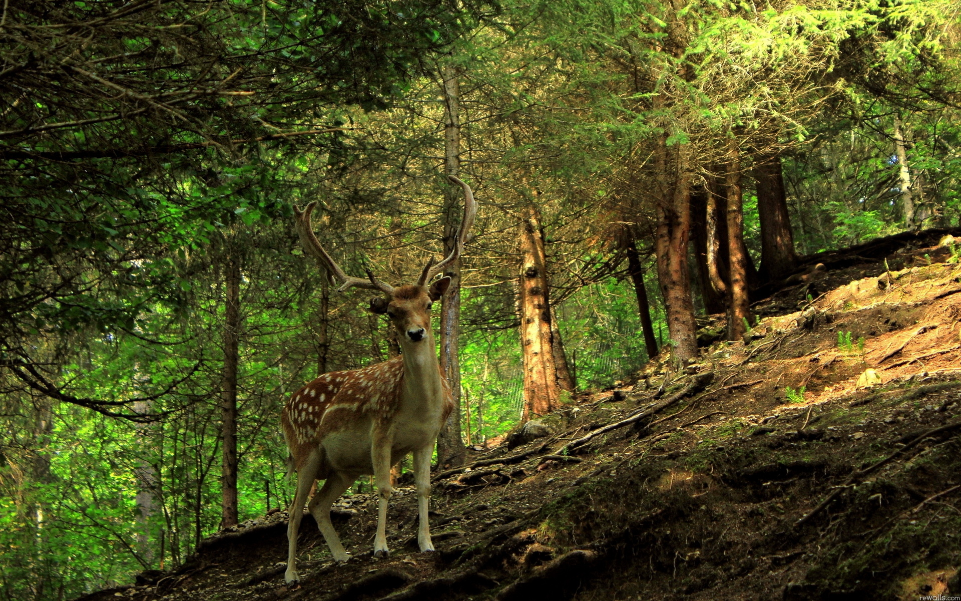 Descarga gratuita de fondo de pantalla para móvil de Animales, Venado.