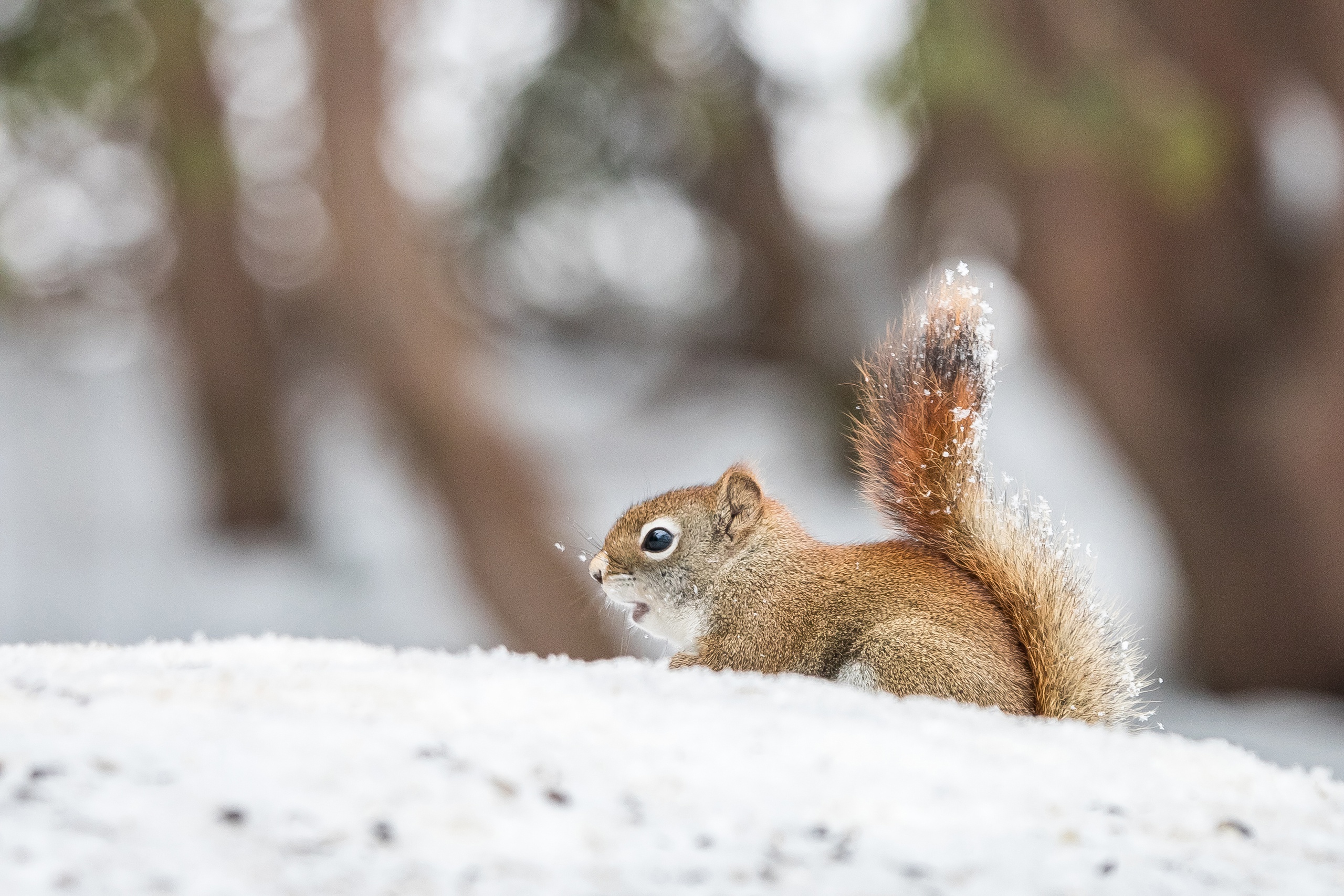 Download mobile wallpaper Winter, Squirrel, Animal, Rodent for free.