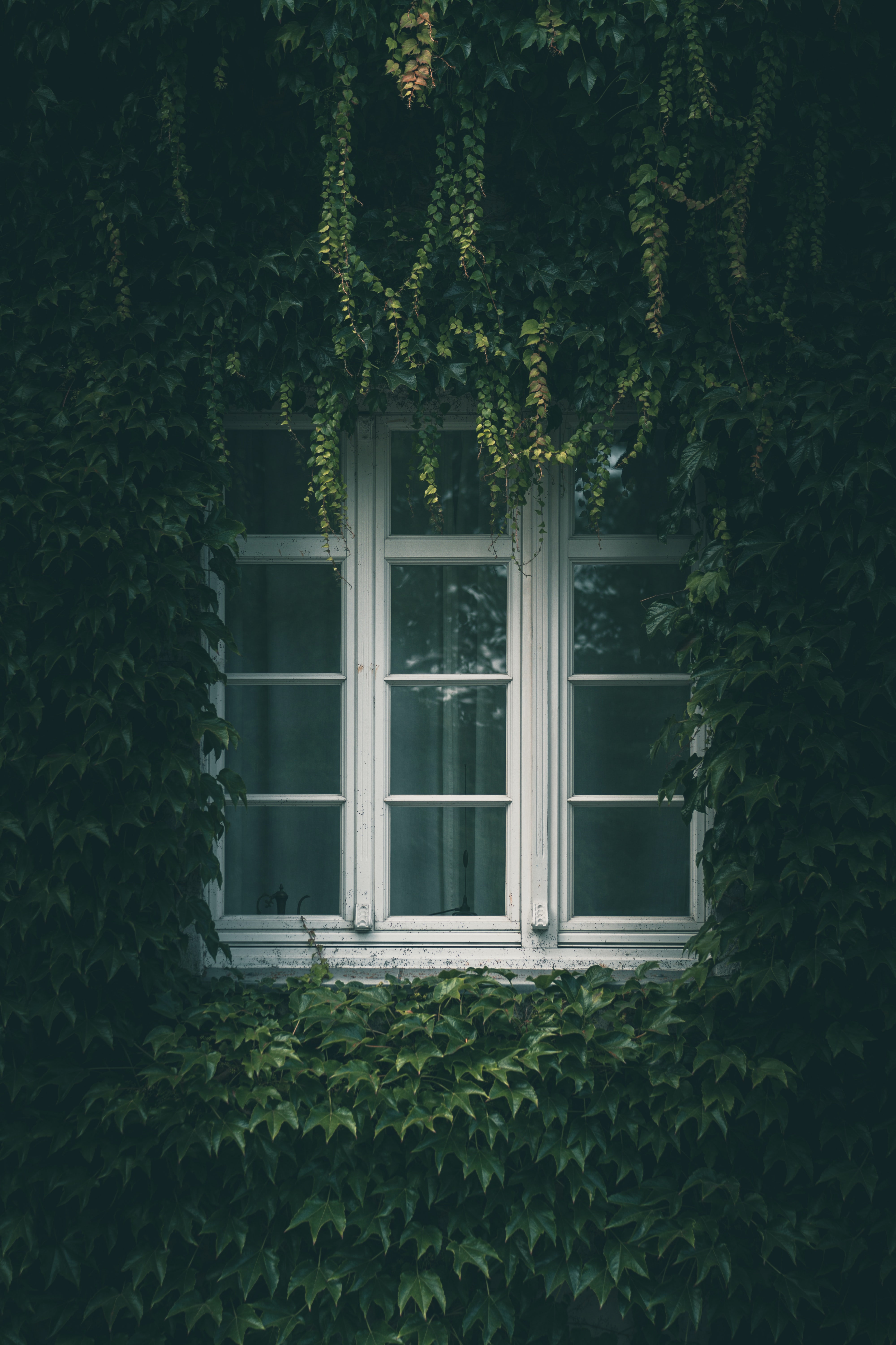 branches, leaves, miscellanea, miscellaneous, window, ivy