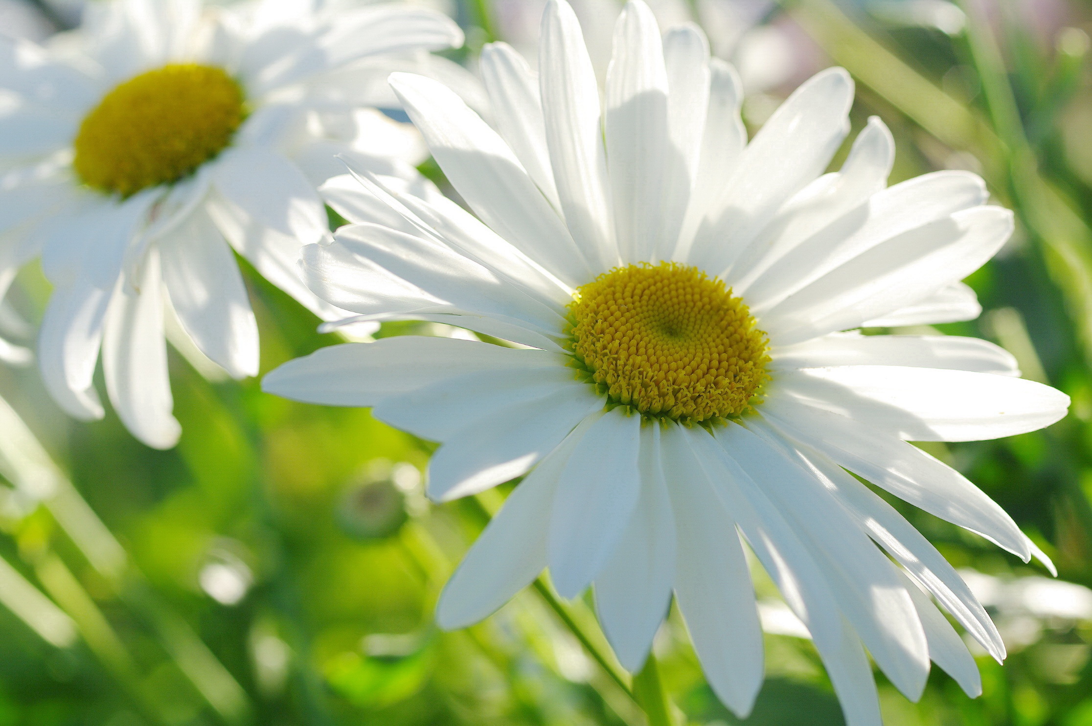 Free download wallpaper Flowers, Flower, Blur, Earth, Daisy, White Flower on your PC desktop